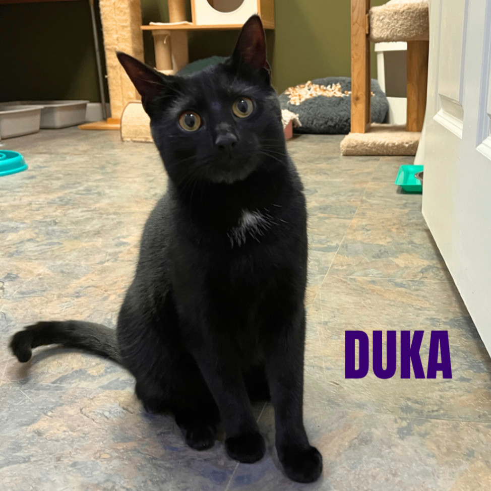 DUKA