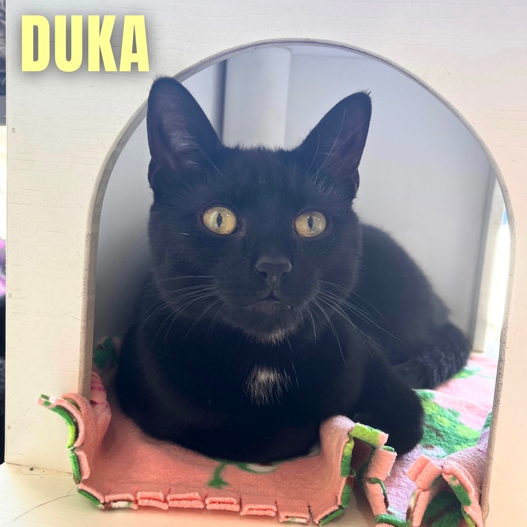 DUKA photo 2