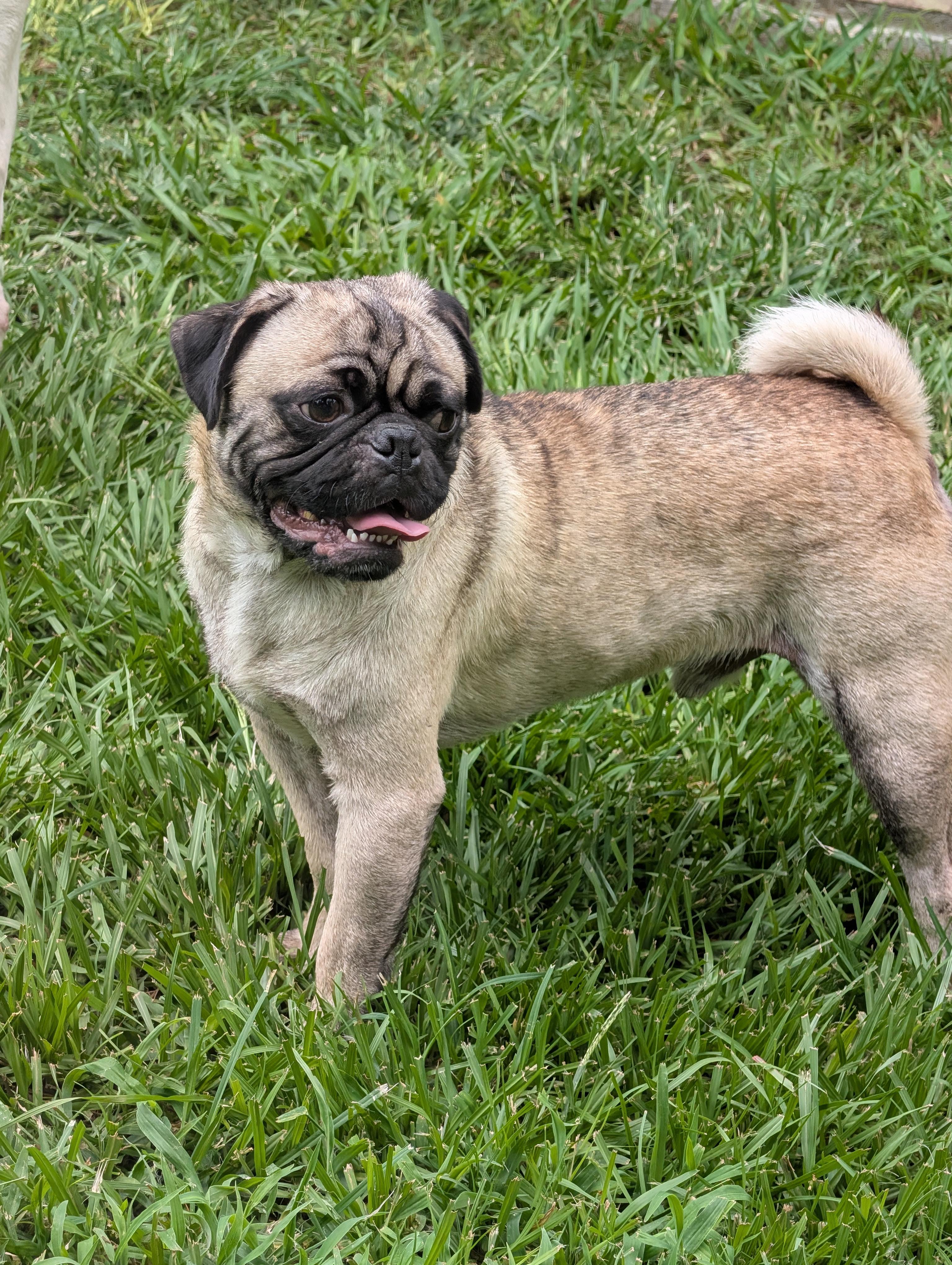 Poki, a Adoptable Pug in Baton Rouge, LA image 4/5