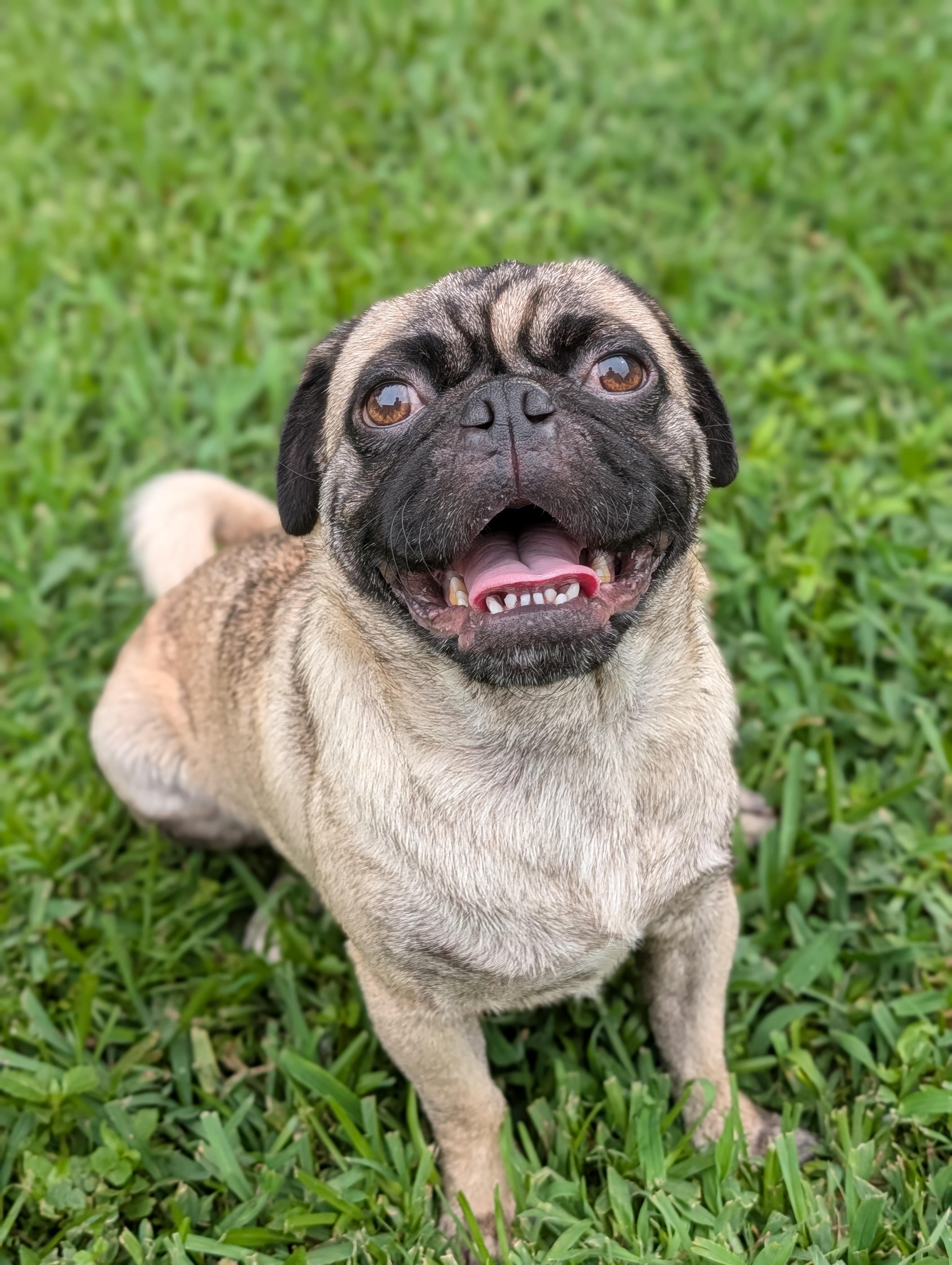 Poki, a Adoptable Pug in Baton Rouge, LA image 2/5