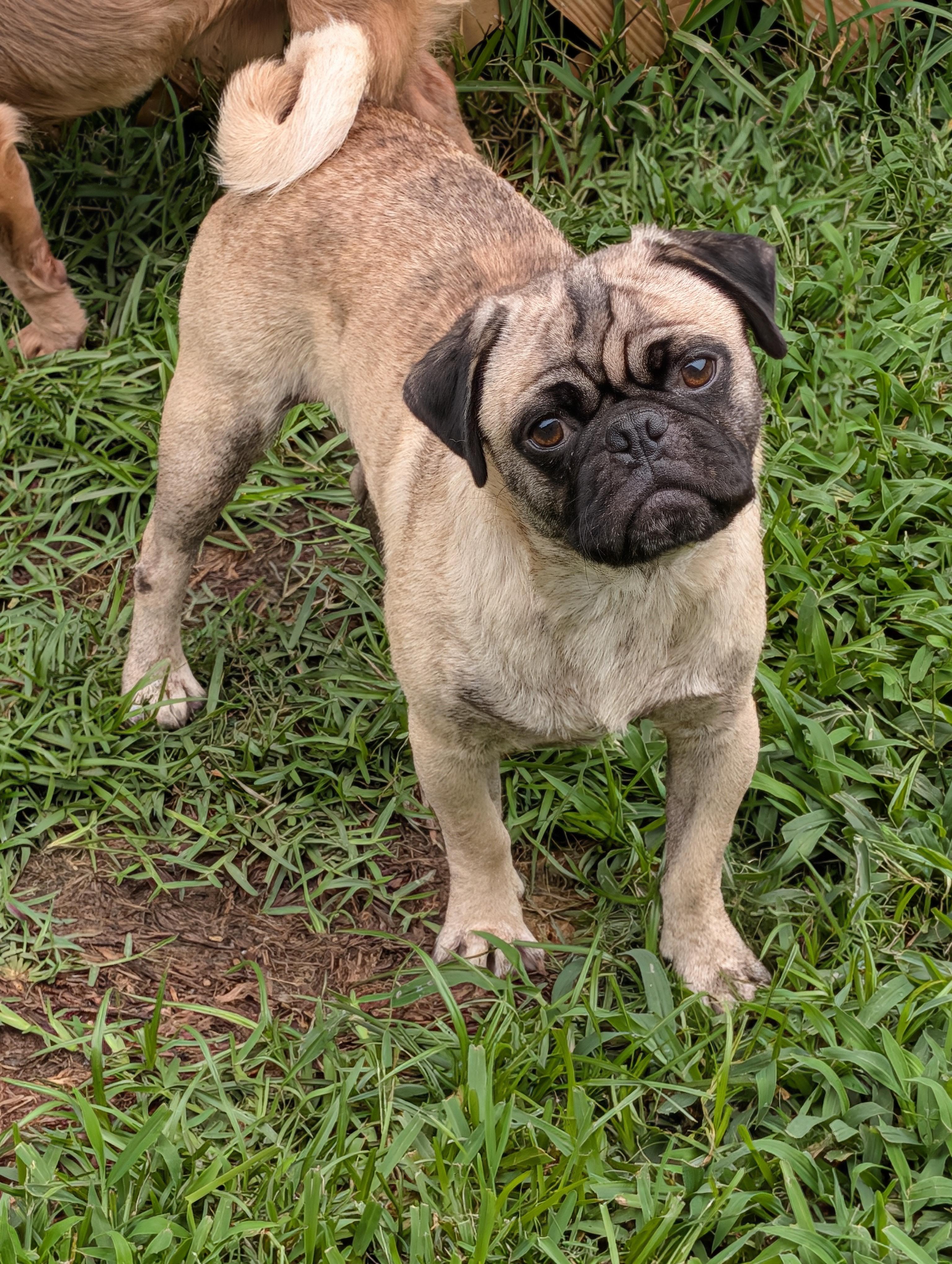 Poki, a Adoptable Pug in Baton Rouge, LA image 5/5