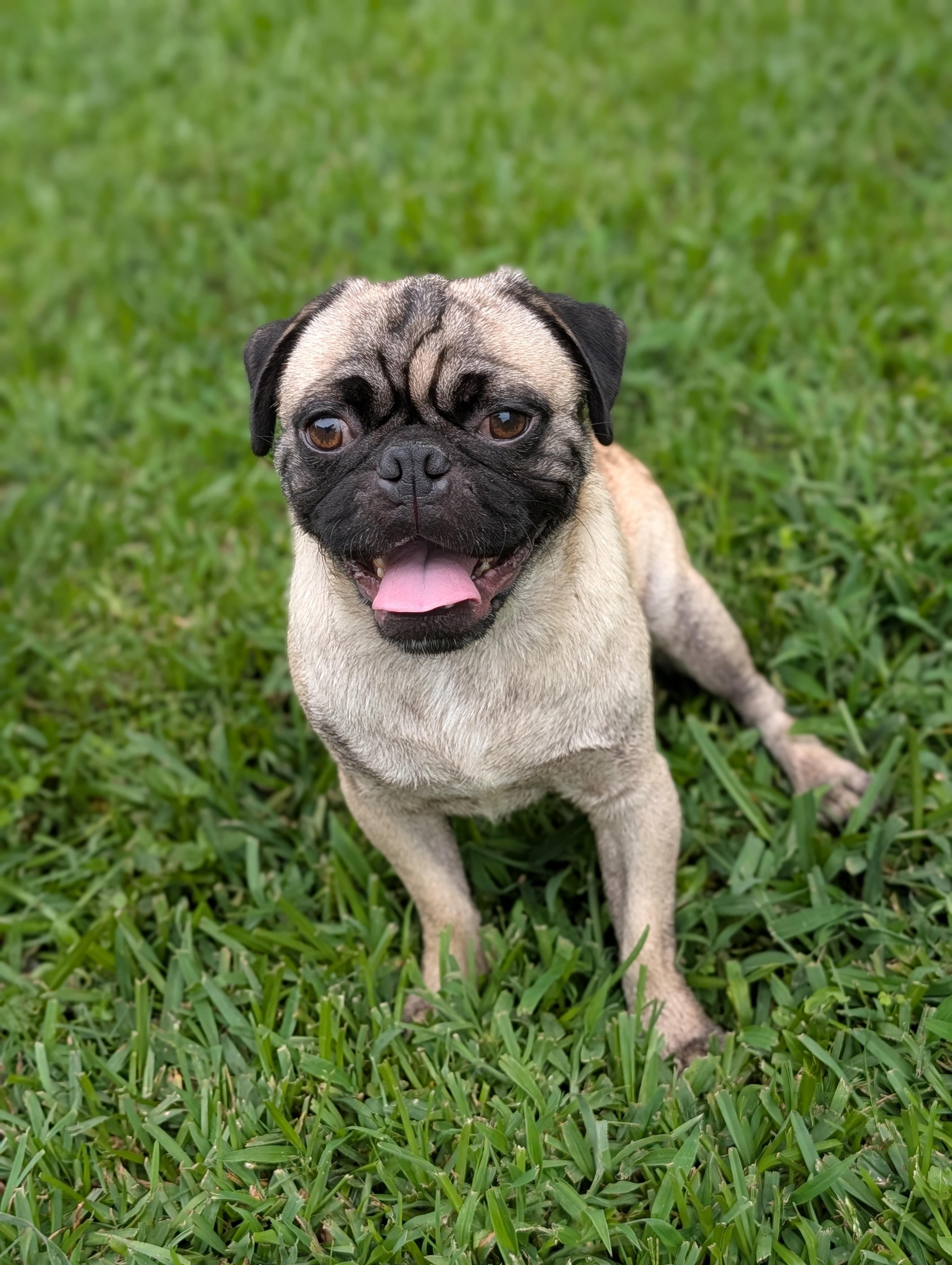 Poki, a Adoptable Pug in Baton Rouge, LA image 3/5