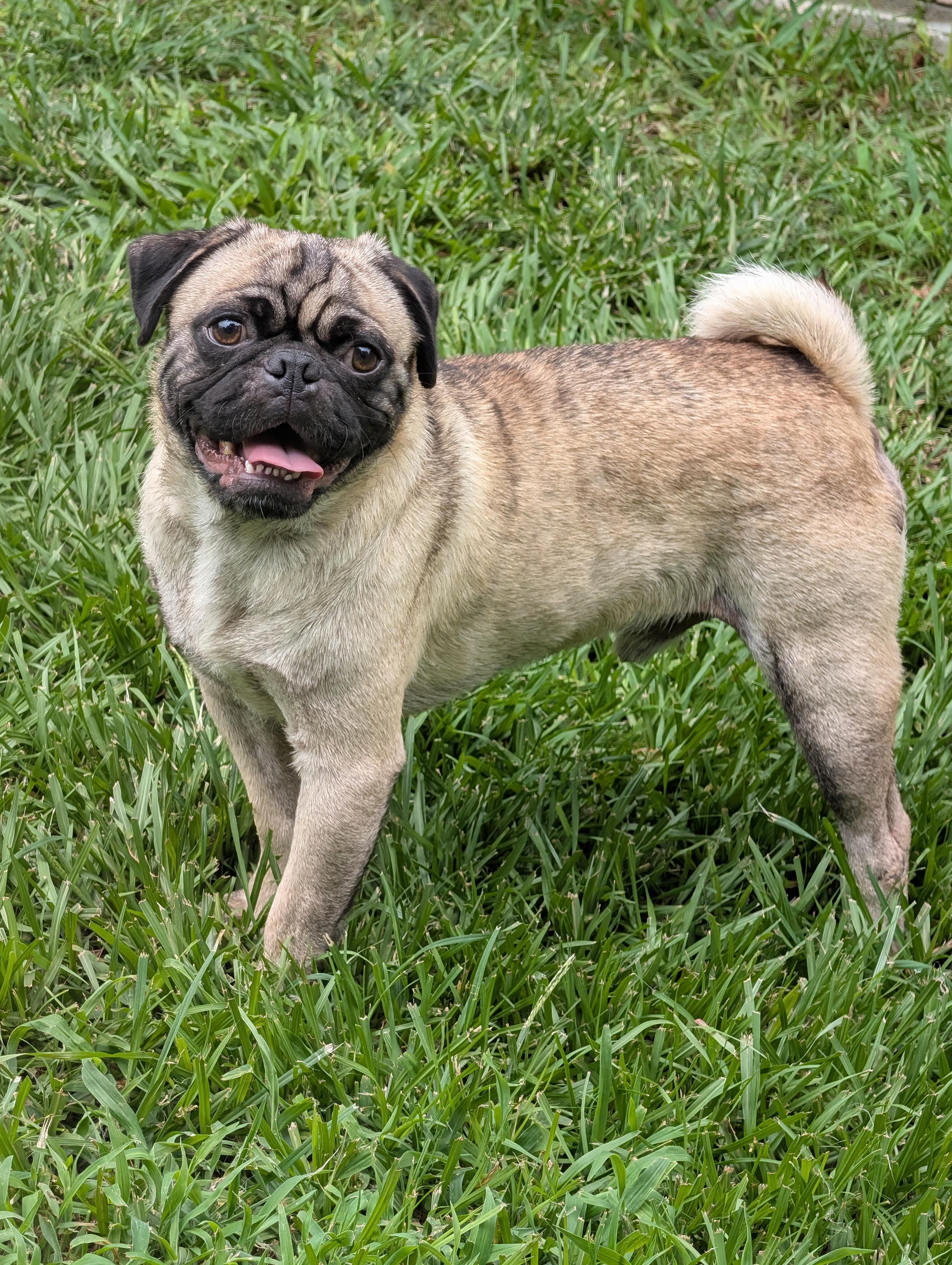 Poki, Adoptable, Adult Male Pug.