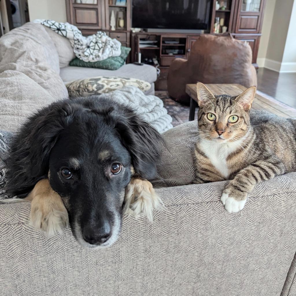 Tank Evans, Adoptable, Young Male Domestic Short Hair.