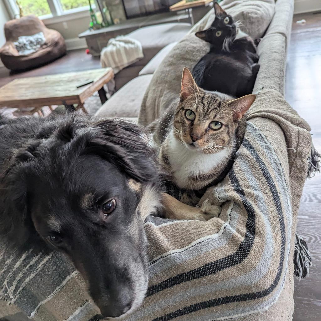 Enlarge Tank Evans, a Adoptable Domestic Short Hair in State College, PA image 1/6