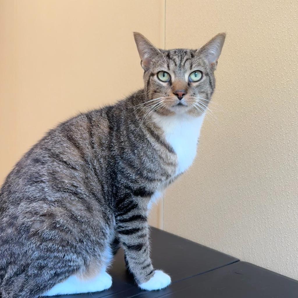 Tank Evans, Adoptable, Young Male Domestic Short Hair.