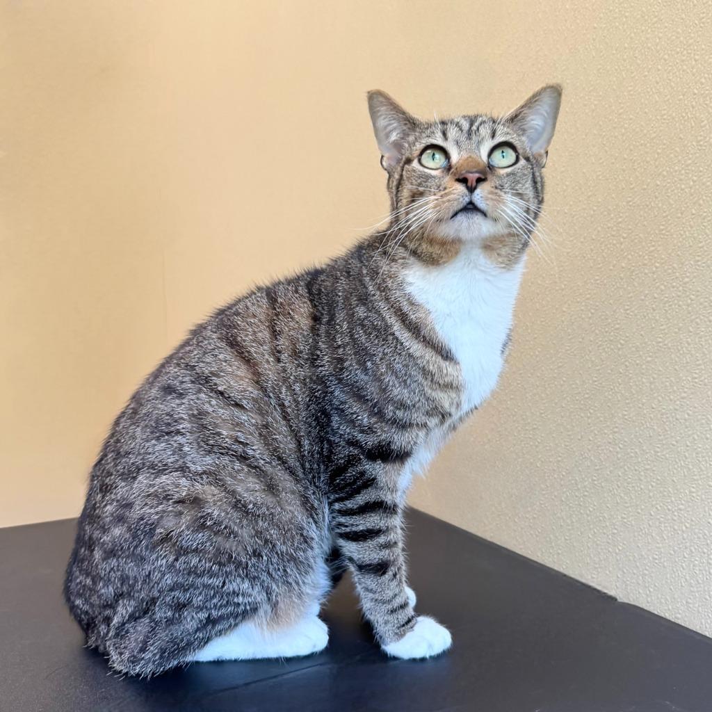 Enlarge Tank Evans, a Adoptable Domestic Short Hair in State College, PA image 3/6