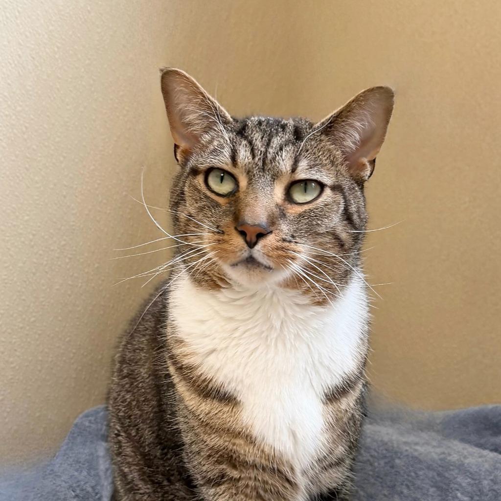Enlarge Tank Evans, a Adoptable Domestic Short Hair in State College, PA image 3/6