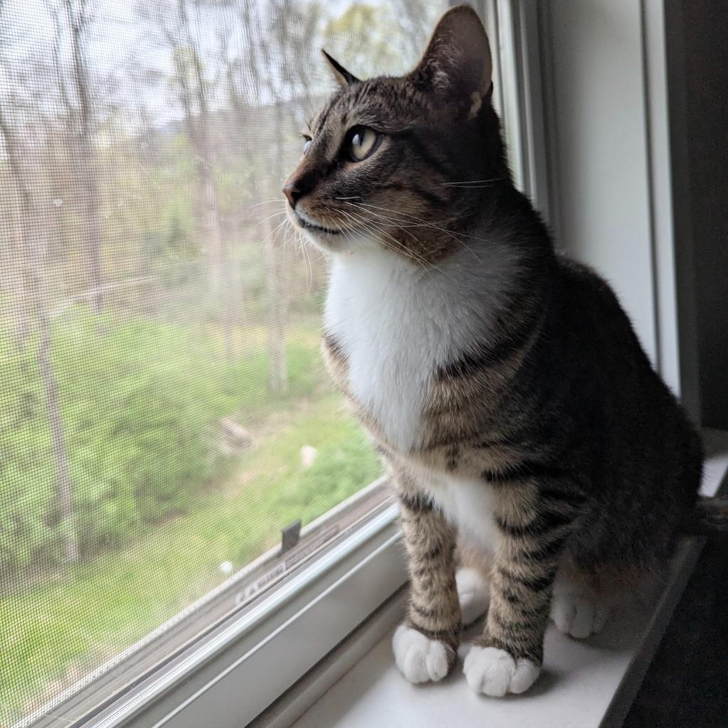 Enlarge Tank Evans, a Adoptable Domestic Short Hair in State College, PA image 5/6