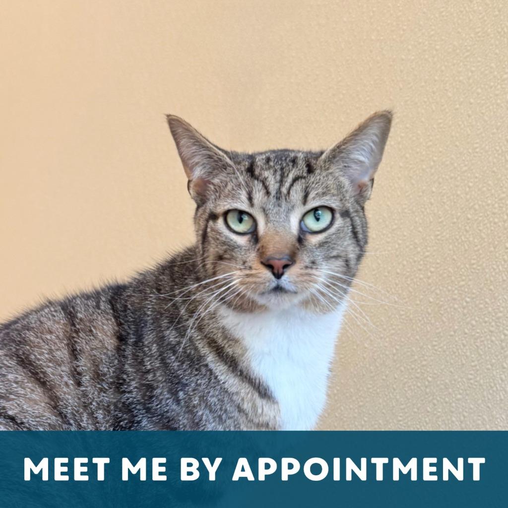 Enlarge Tank Evans, a Adoptable Domestic Short Hair in State College, PA image 6/6