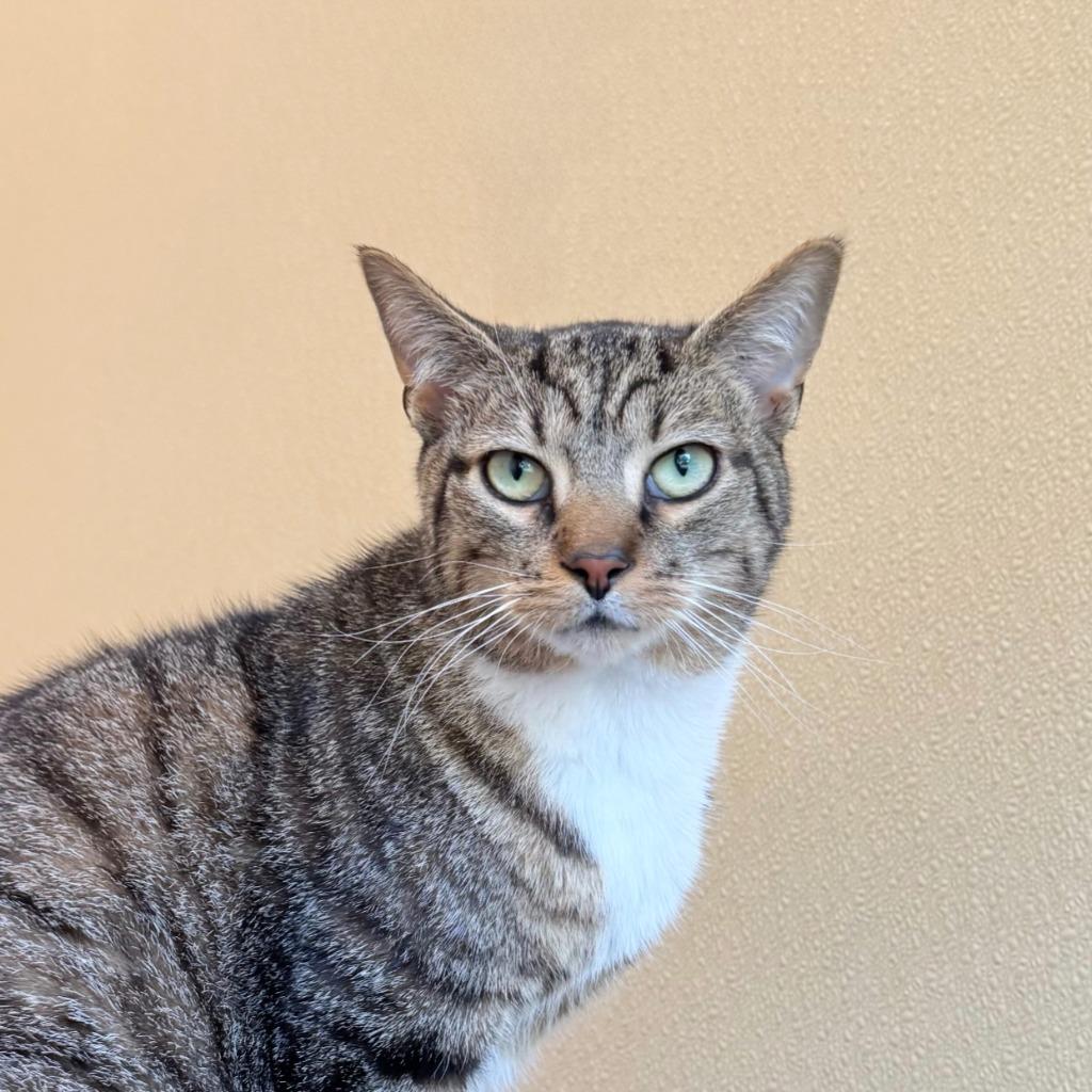 Enlarge Tank Evans, a Adoptable Domestic Short Hair in State College, PA image 6/6
