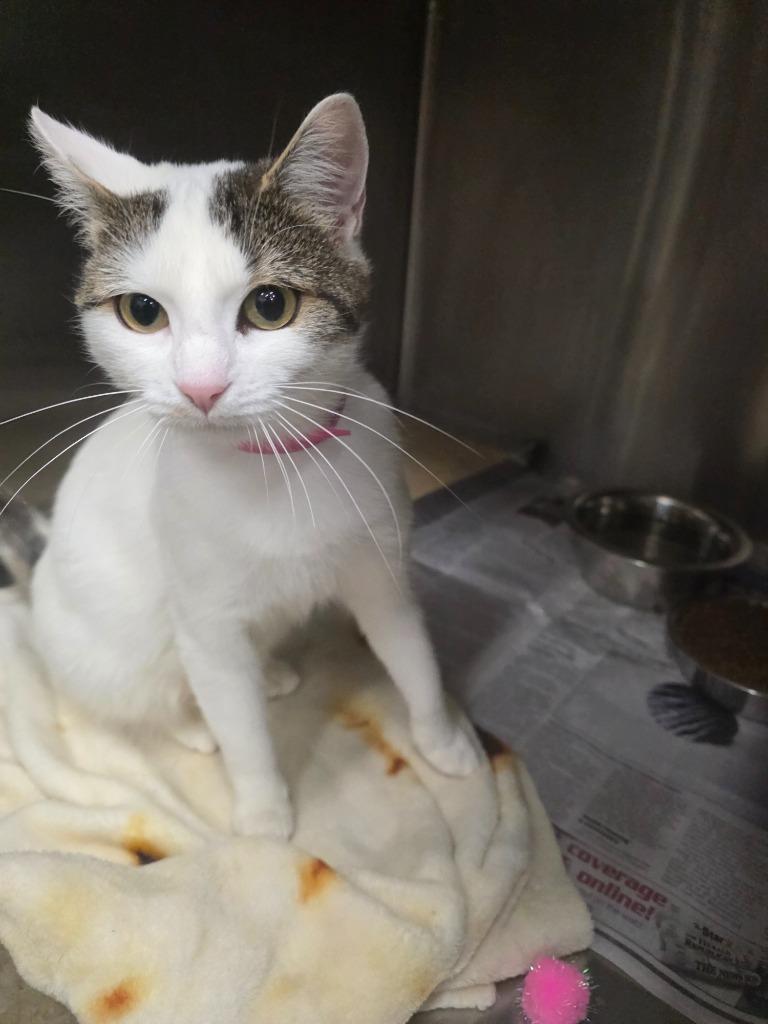 Enlarge Snowflake, a Adoptable mixed breed in Angola, IN image 1/2