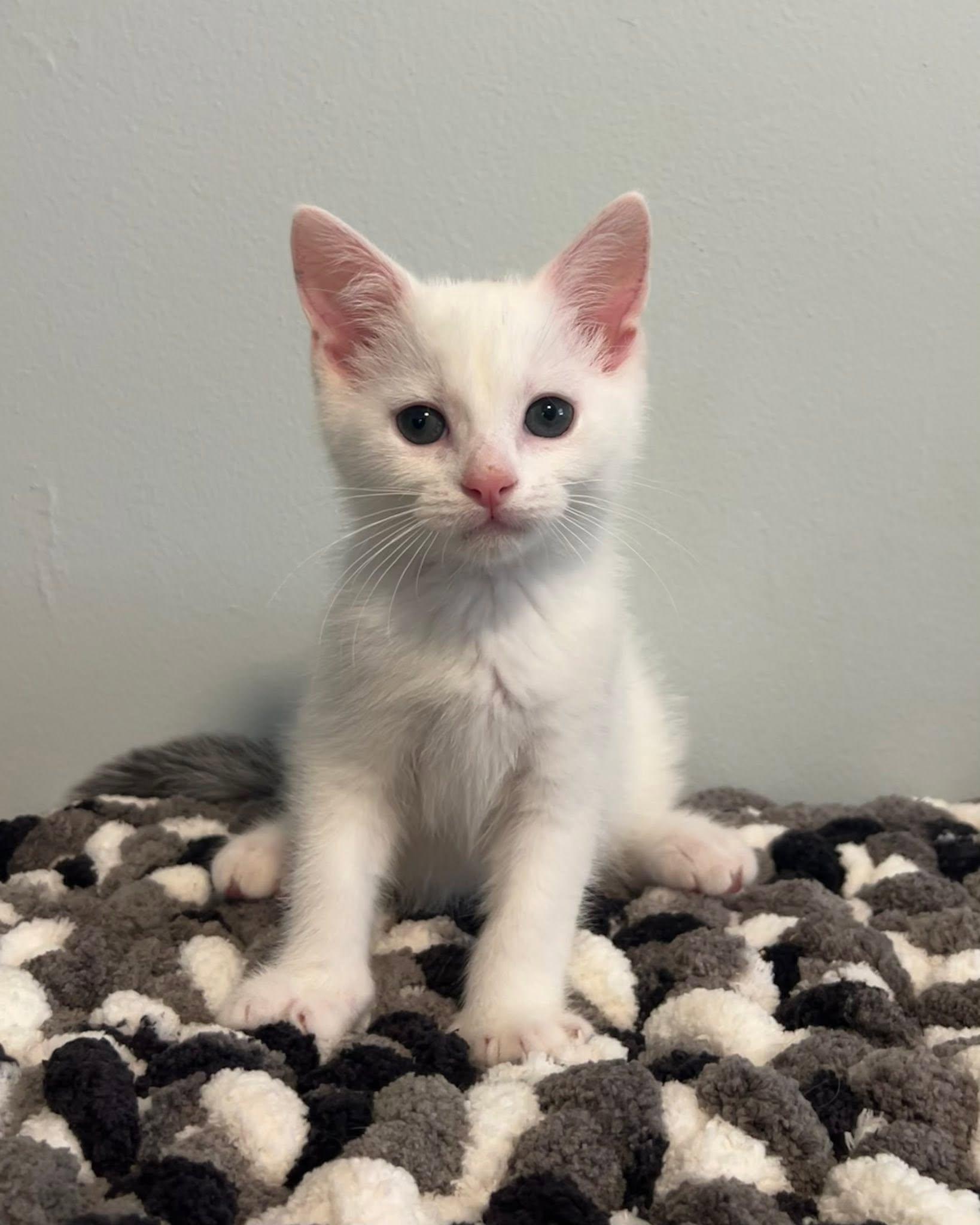 Buddy, an adopted Domestic Short Hair in Mullica Hill, NJ image 1/3