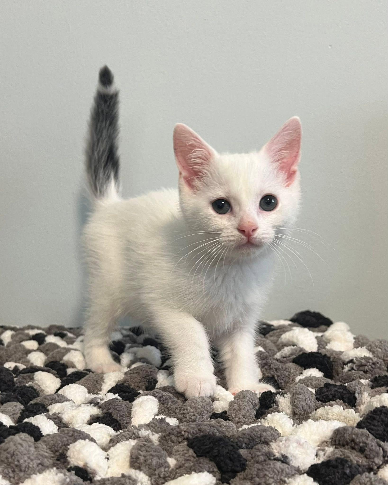 Buddy, an adopted Domestic Short Hair in Mullica Hill, NJ image 2/3