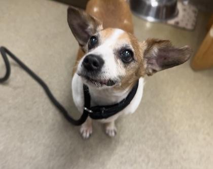 Rusty — thumbnail 2