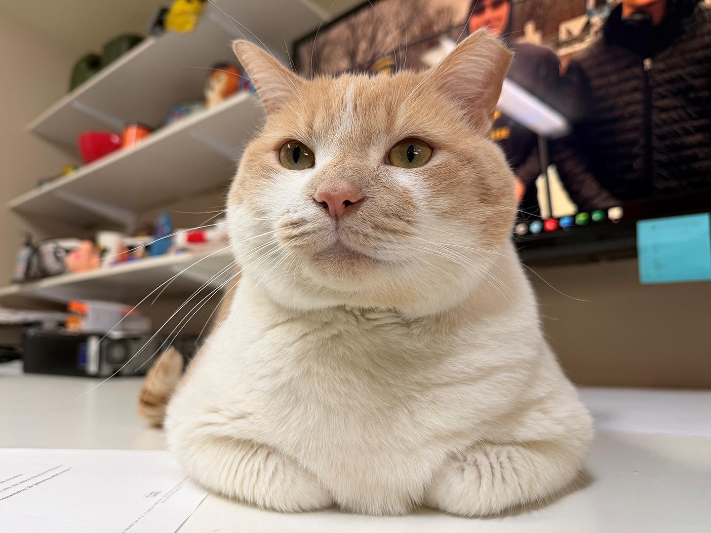 Enlarge Carlos Larchwood, an adoptable Domestic Short Hair in Philadelphia, PA image 4/6