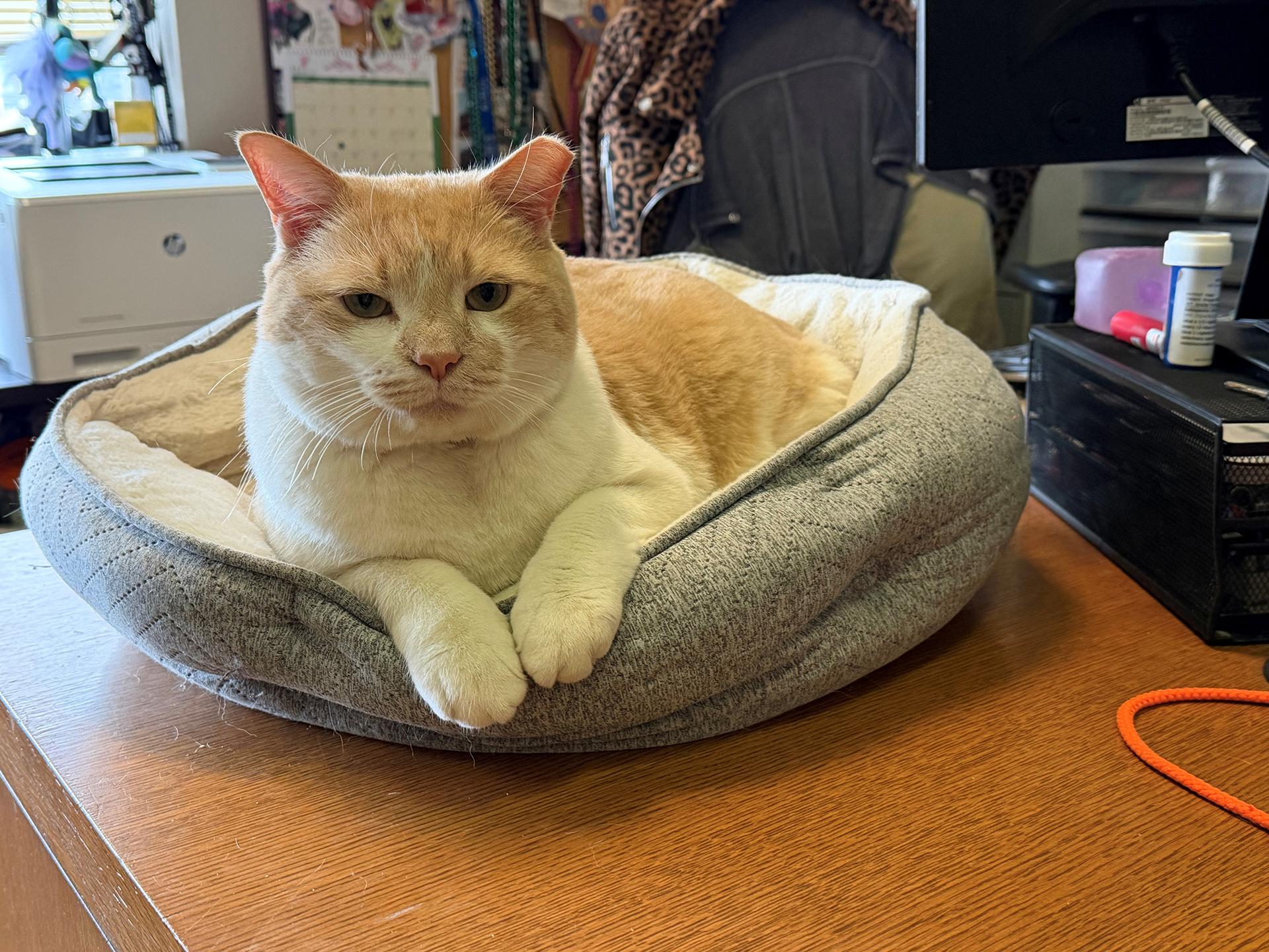 Enlarge Carlos Larchwood, an adoptable Domestic Short Hair in Philadelphia, PA image 6/6