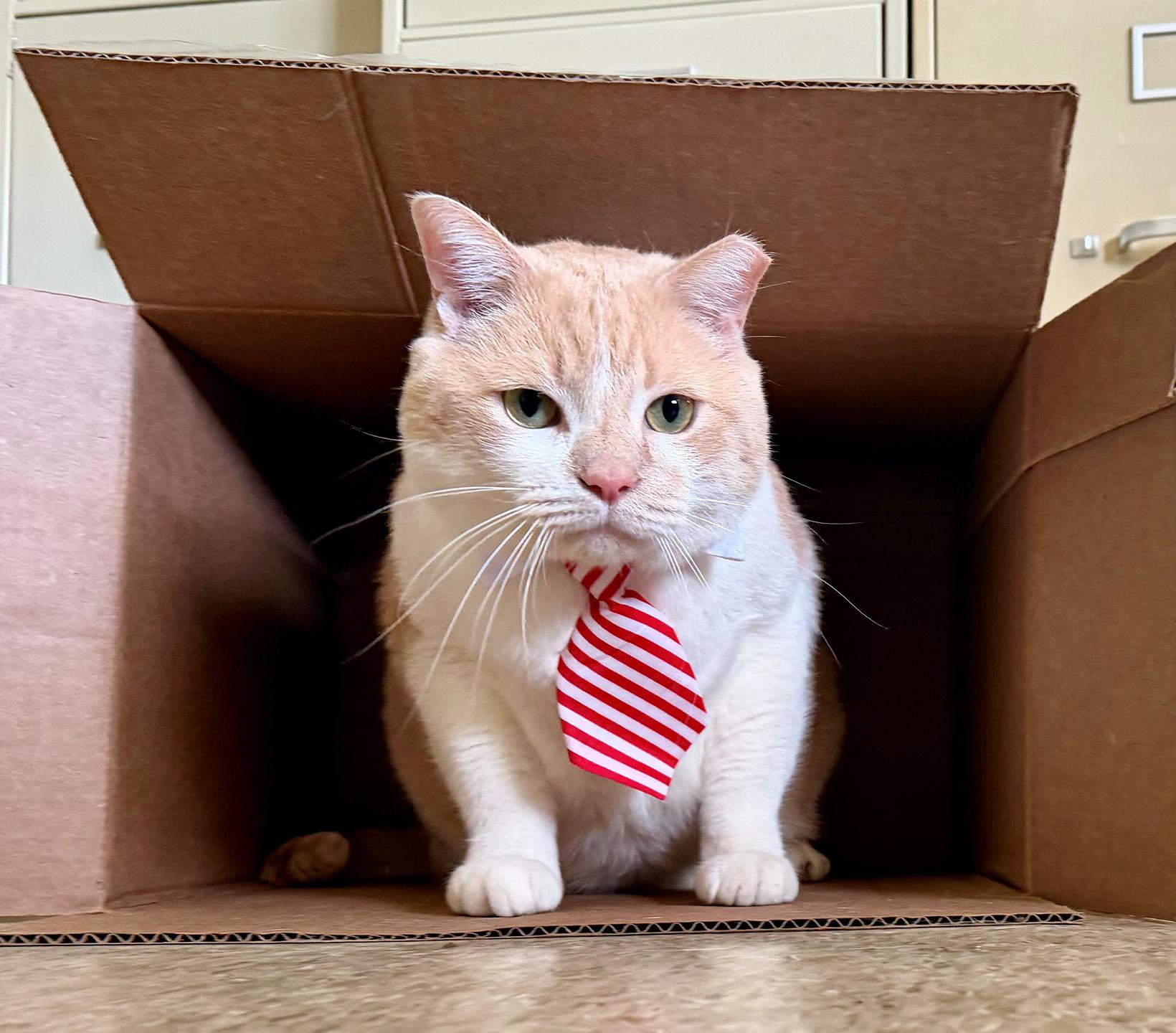 Enlarge Carlos Larchwood, an adoptable Domestic Short Hair in Philadelphia, PA image 3/6