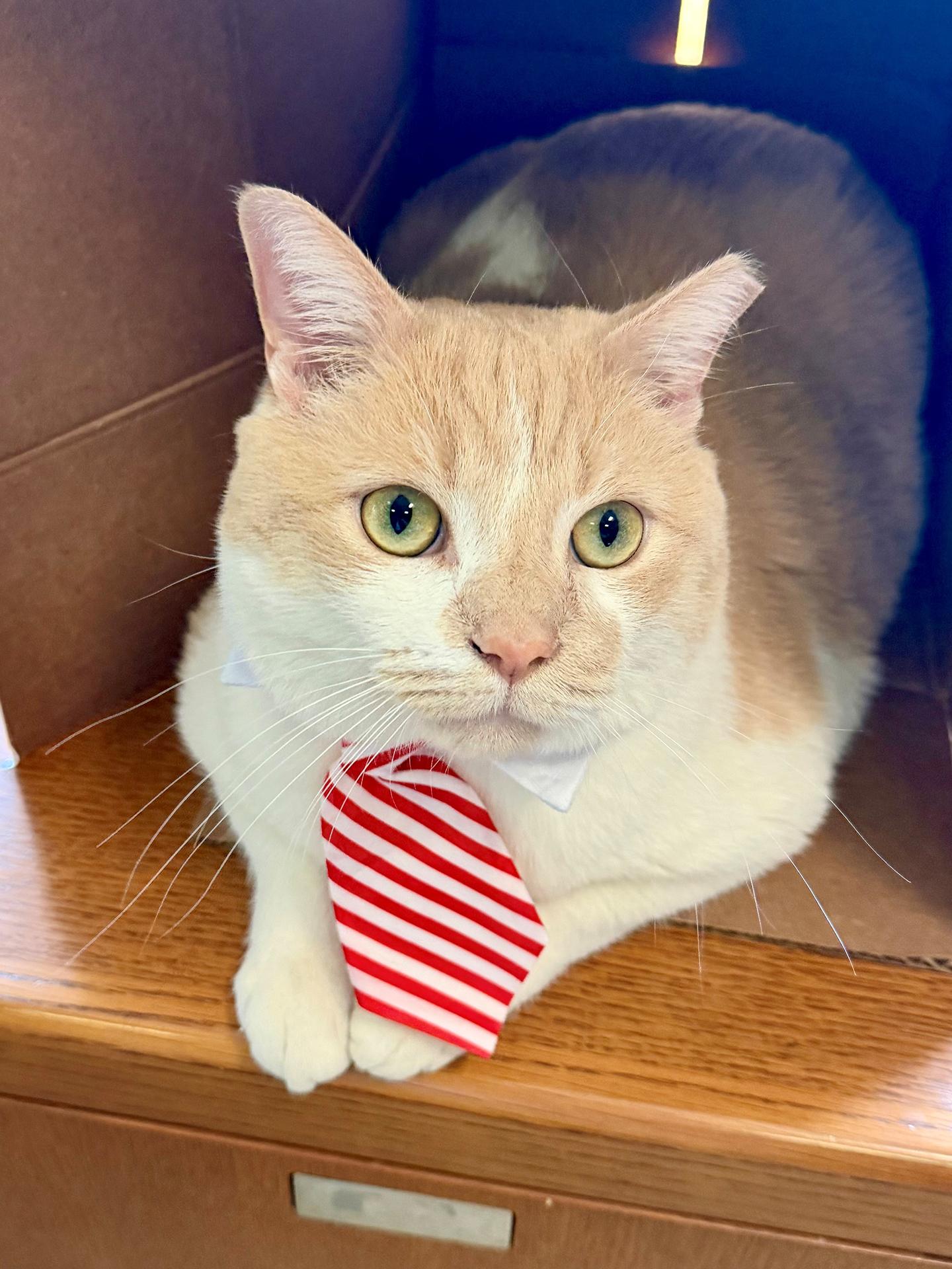 Enlarge Carlos Larchwood, an adoptable Domestic Short Hair in Philadelphia, PA image 1/6