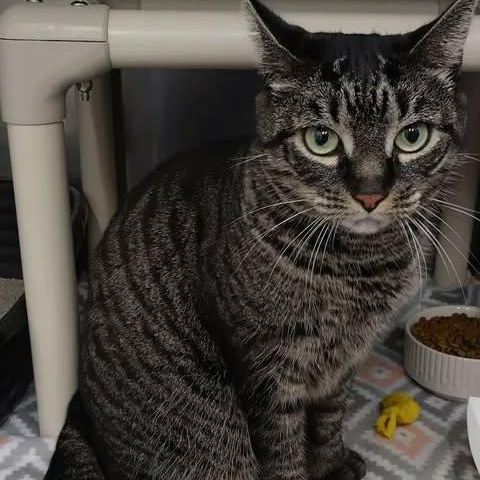 Tessa, ADOPTABLE, Adult Female Domestic Short Hair.