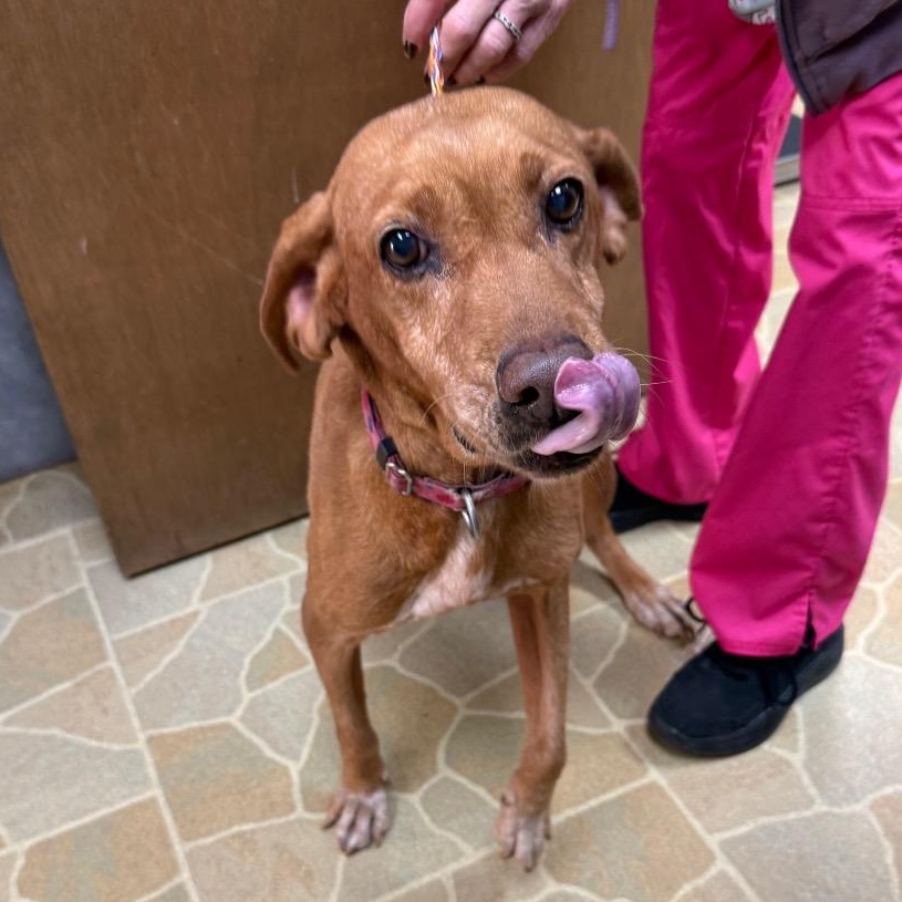 Enlarge Ellie, a Adoptable Hound in Warwick, RI image 2/5