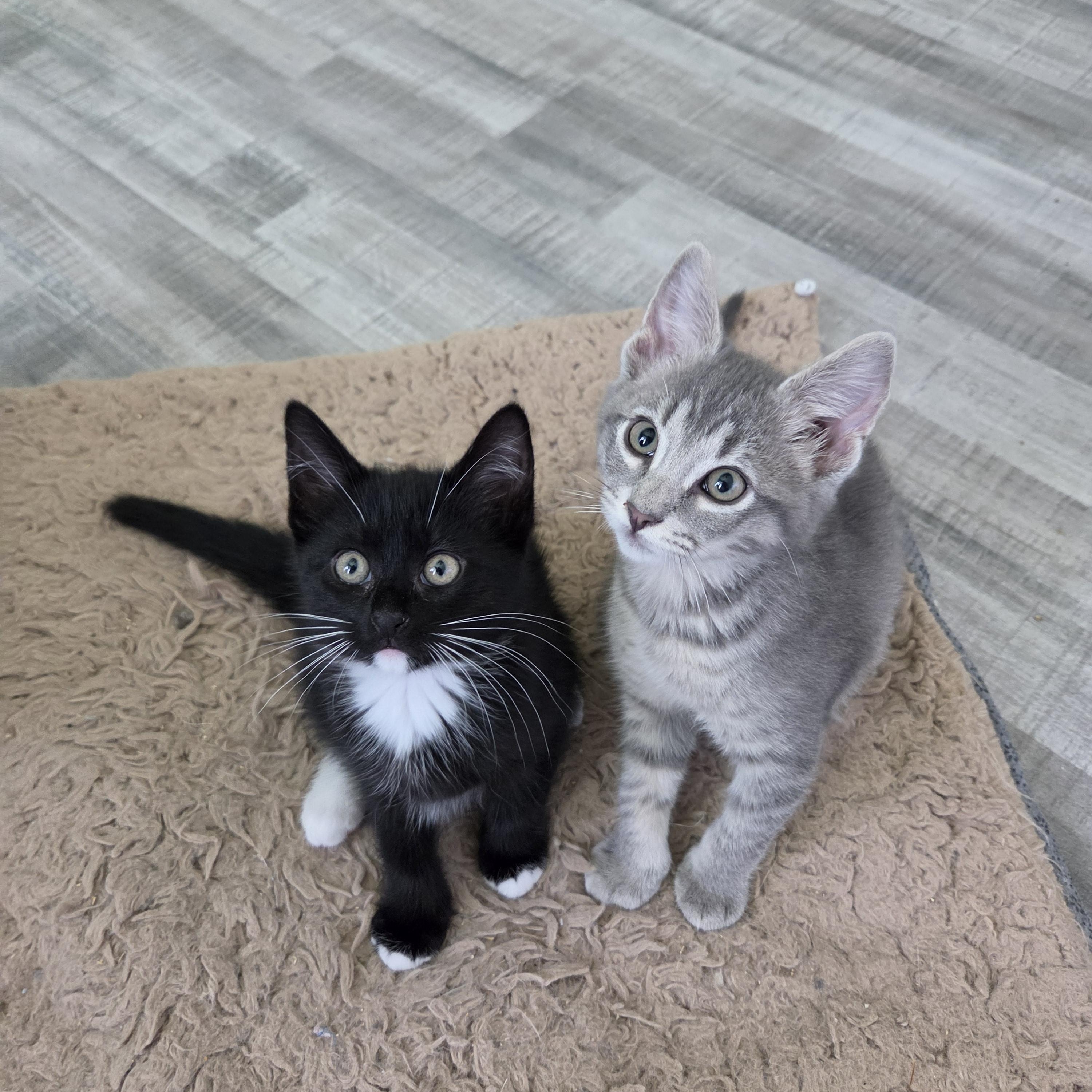 Enlarge Cedar, a Adoptable Domestic Short Hair in Fort Oglethorpe, GA image 2/5