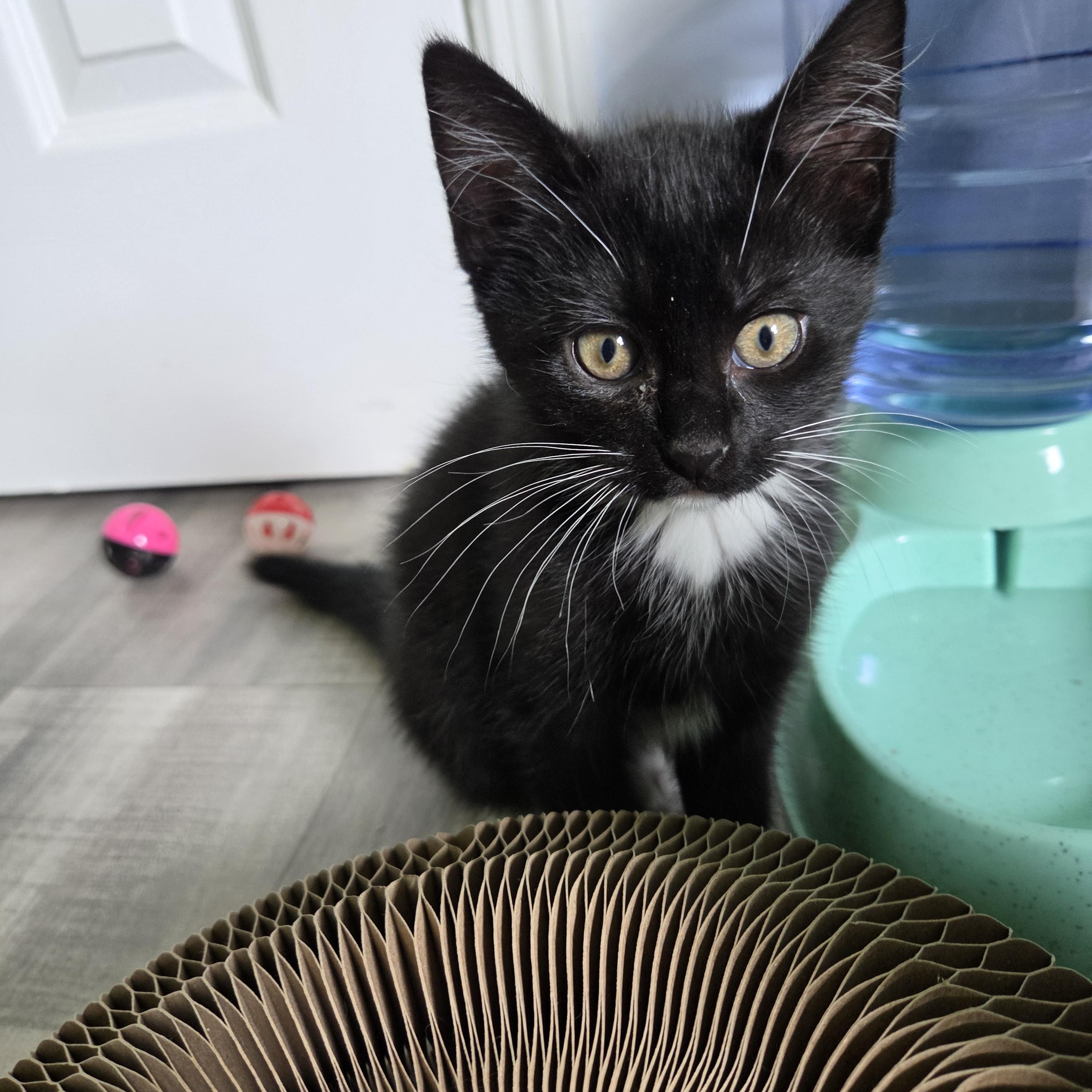 Enlarge Cedar, a Adoptable Domestic Short Hair in Fort Oglethorpe, GA image 3/5