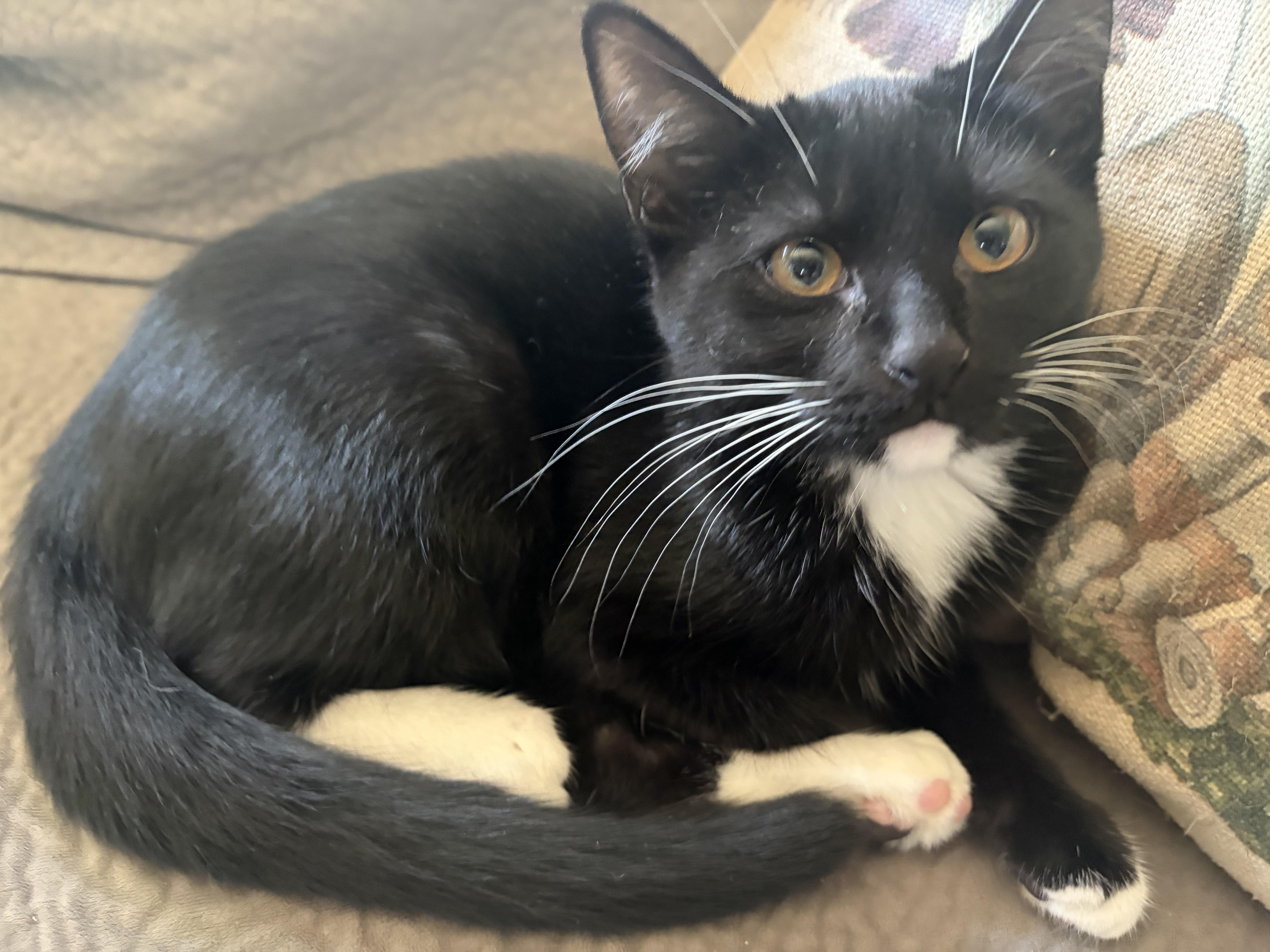 Enlarge Cedar, a Adoptable Domestic Short Hair in Fort Oglethorpe, GA image 5/5