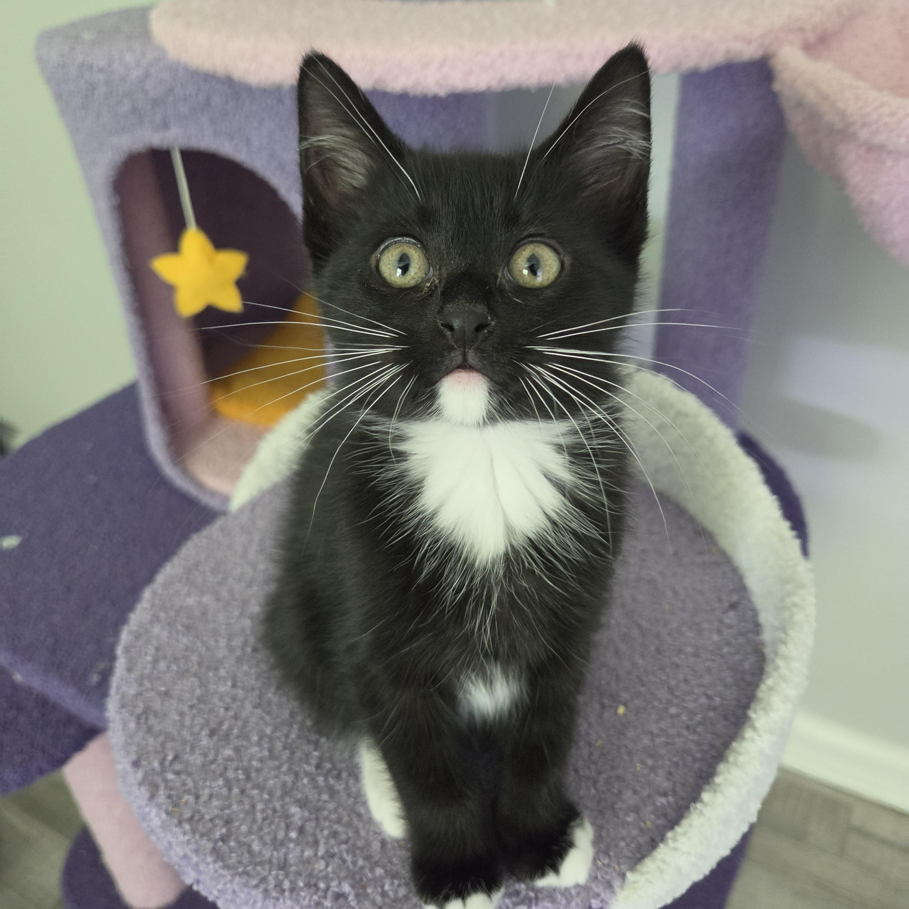 Enlarge Cedar, a Adoptable Domestic Short Hair in Fort Oglethorpe, GA image 1/5