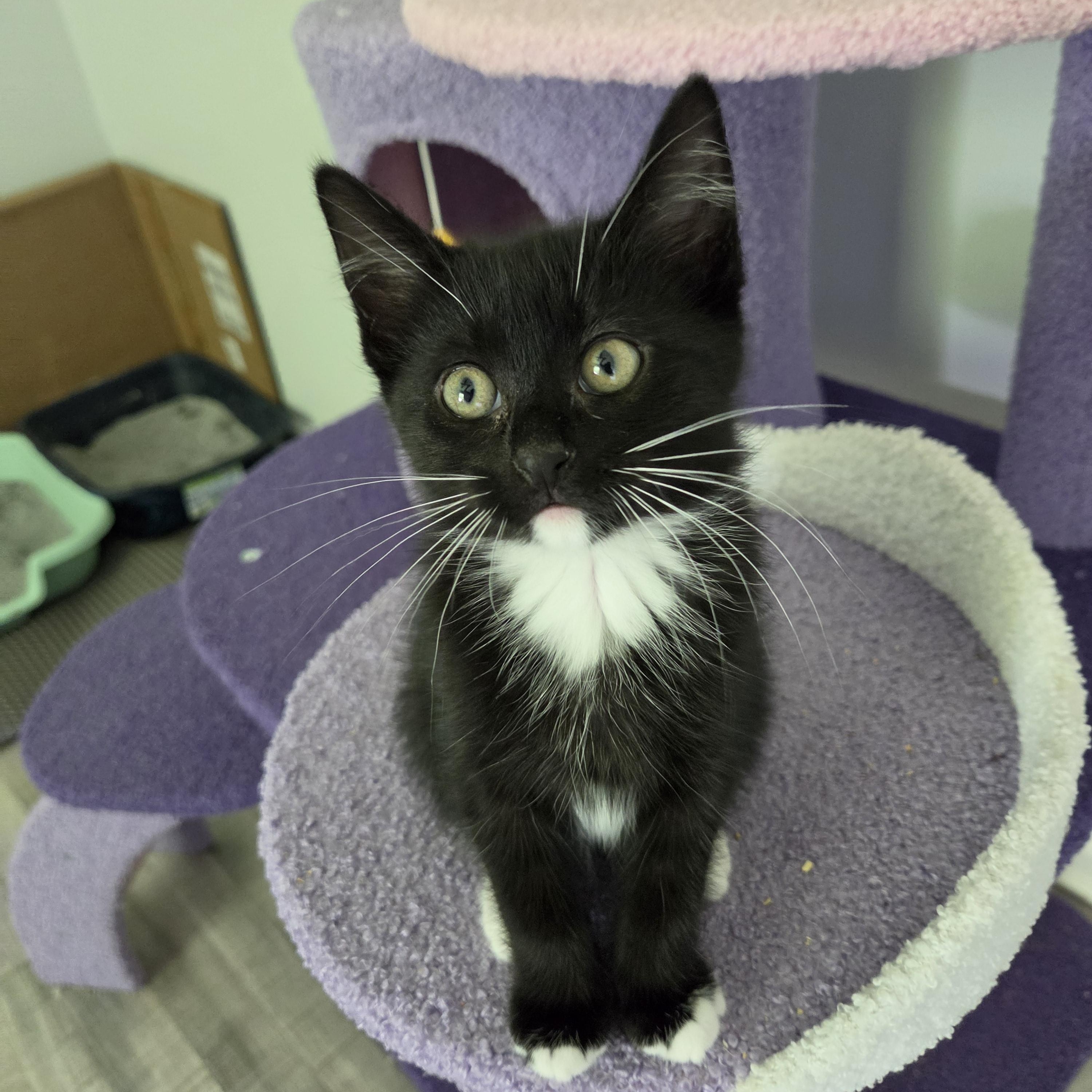 Enlarge Cedar, a Adoptable Domestic Short Hair in Fort Oglethorpe, GA image 4/5
