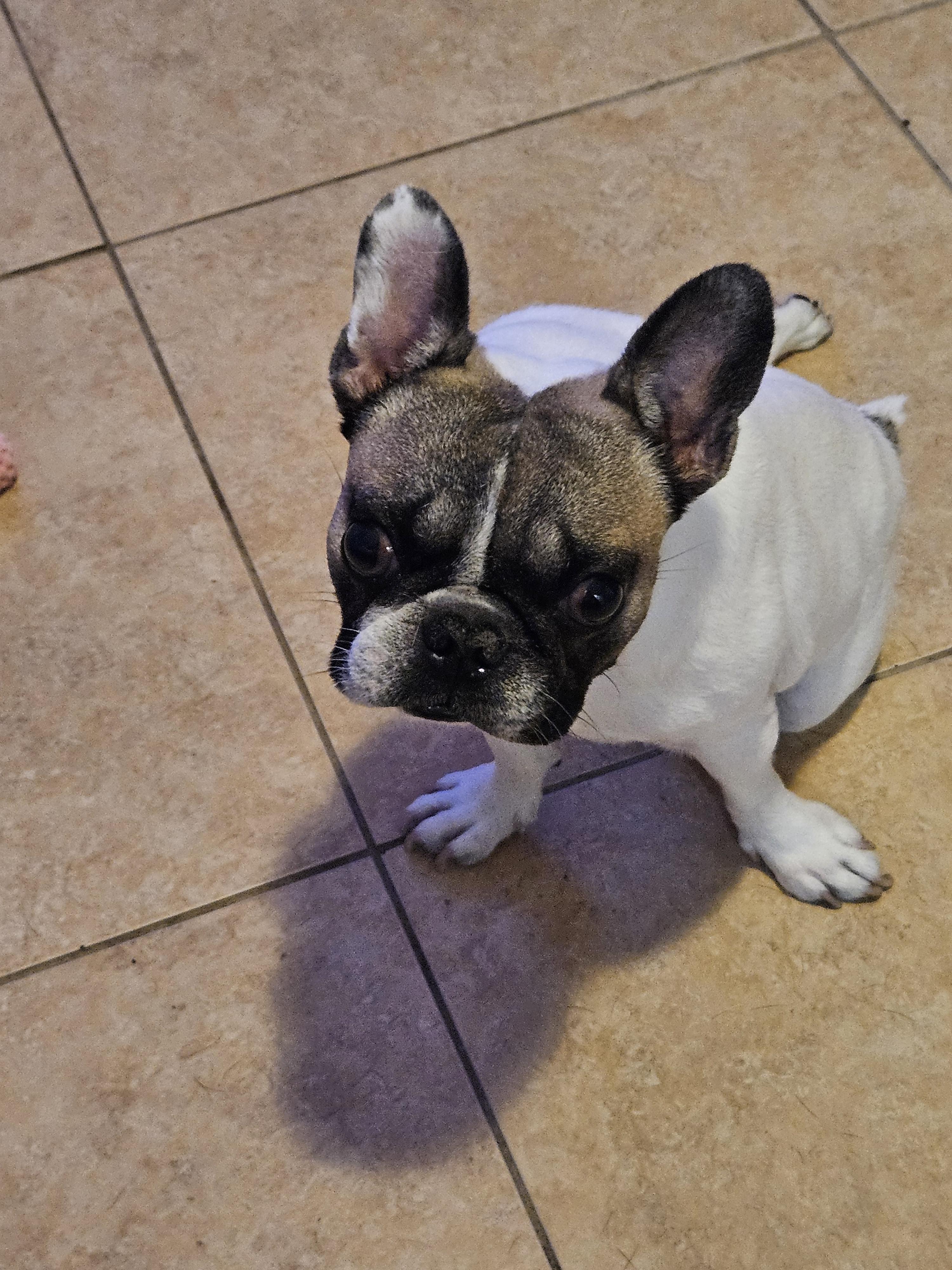 Tank, ADOPTABLE, Adult Male French Bulldog.