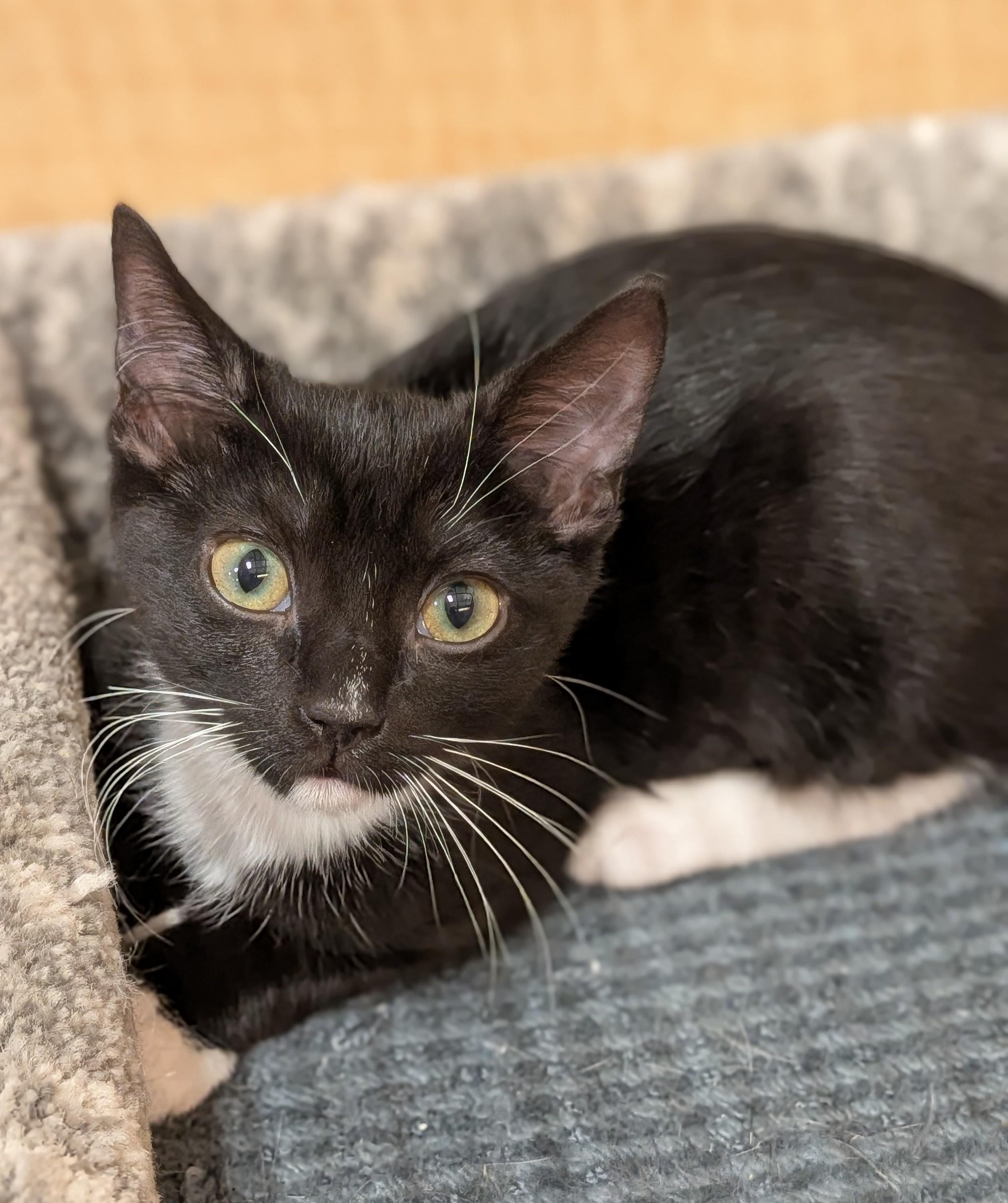 Enlarge Scampi, an adopted Domestic Short Hair in Irvine, CA image 3/5