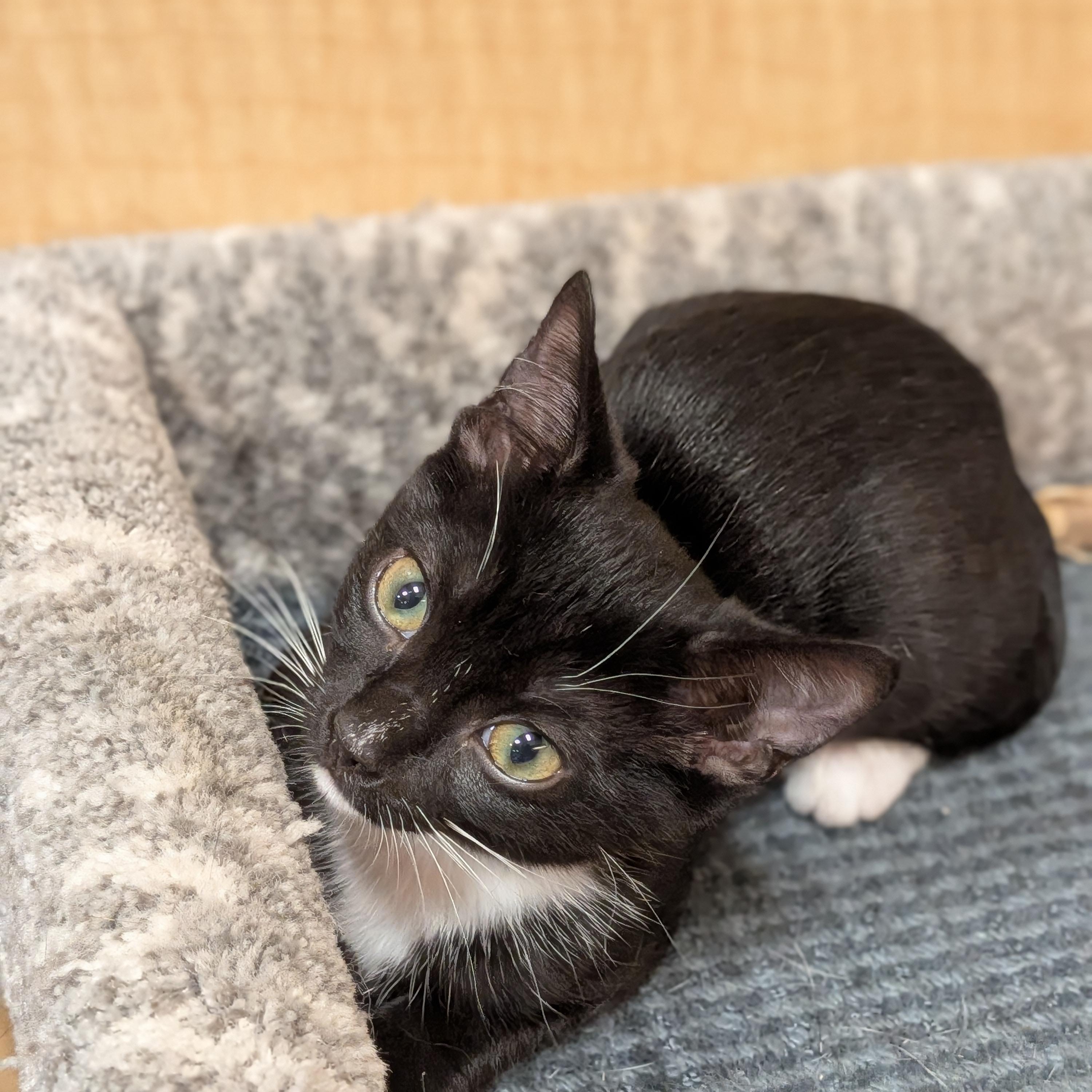 Enlarge Scampi, an adopted Domestic Short Hair in Irvine, CA image 4/5