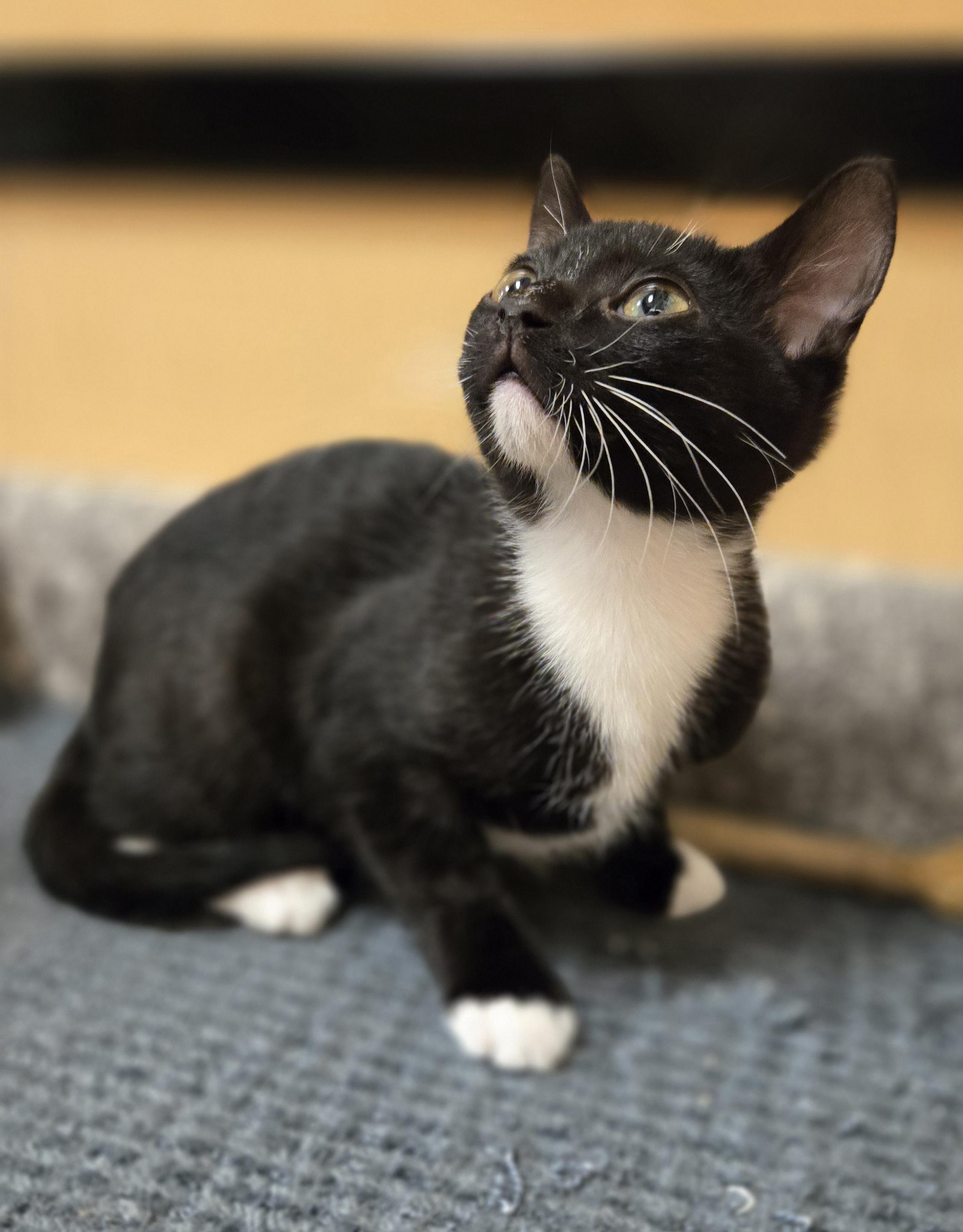 Enlarge Scampi, an adopted Domestic Short Hair in Irvine, CA image 2/5