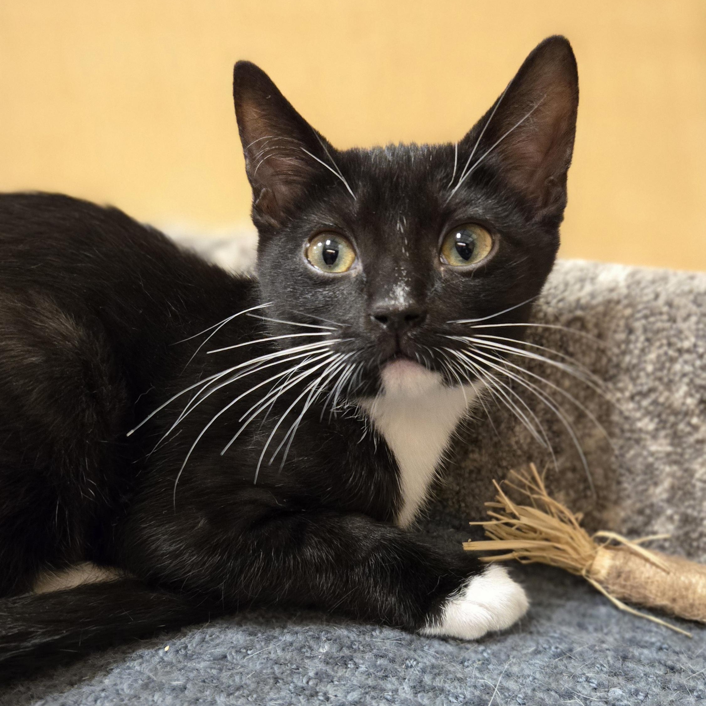 Enlarge Scampi, an adopted Domestic Short Hair in Irvine, CA image 5/5