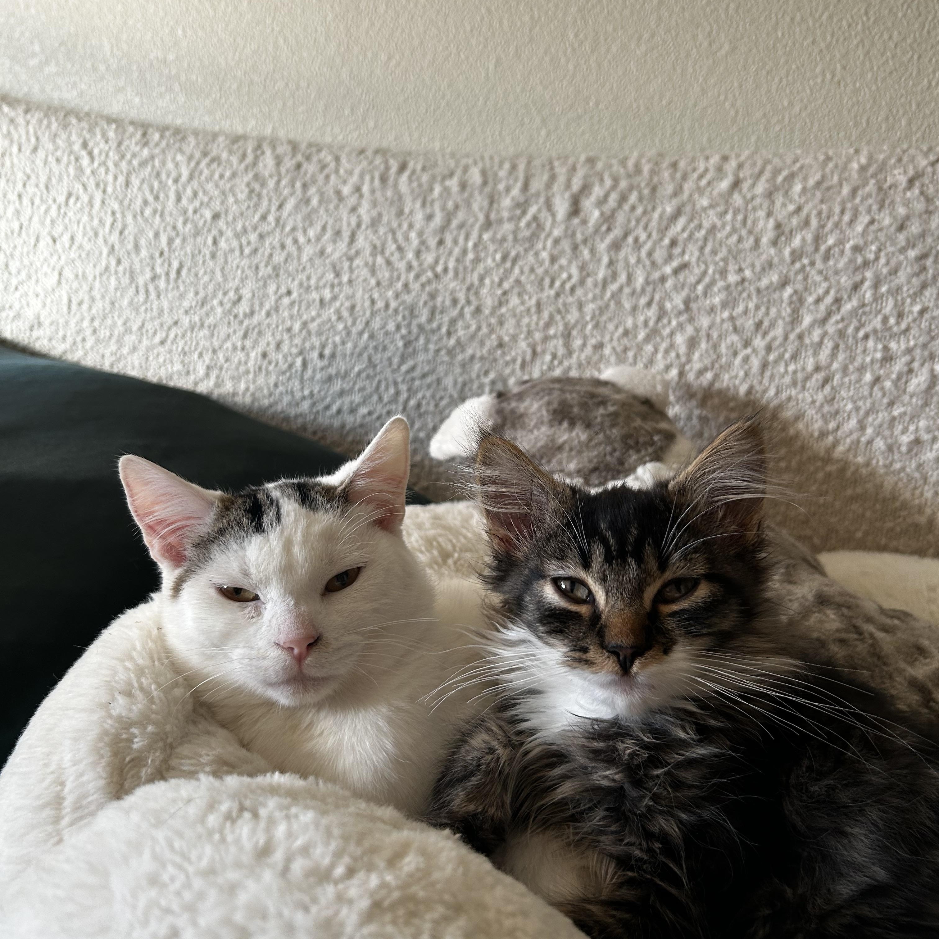 Chips and Fish - bonded, an adopted Domestic Short Hair in Portland, OR image 1/6