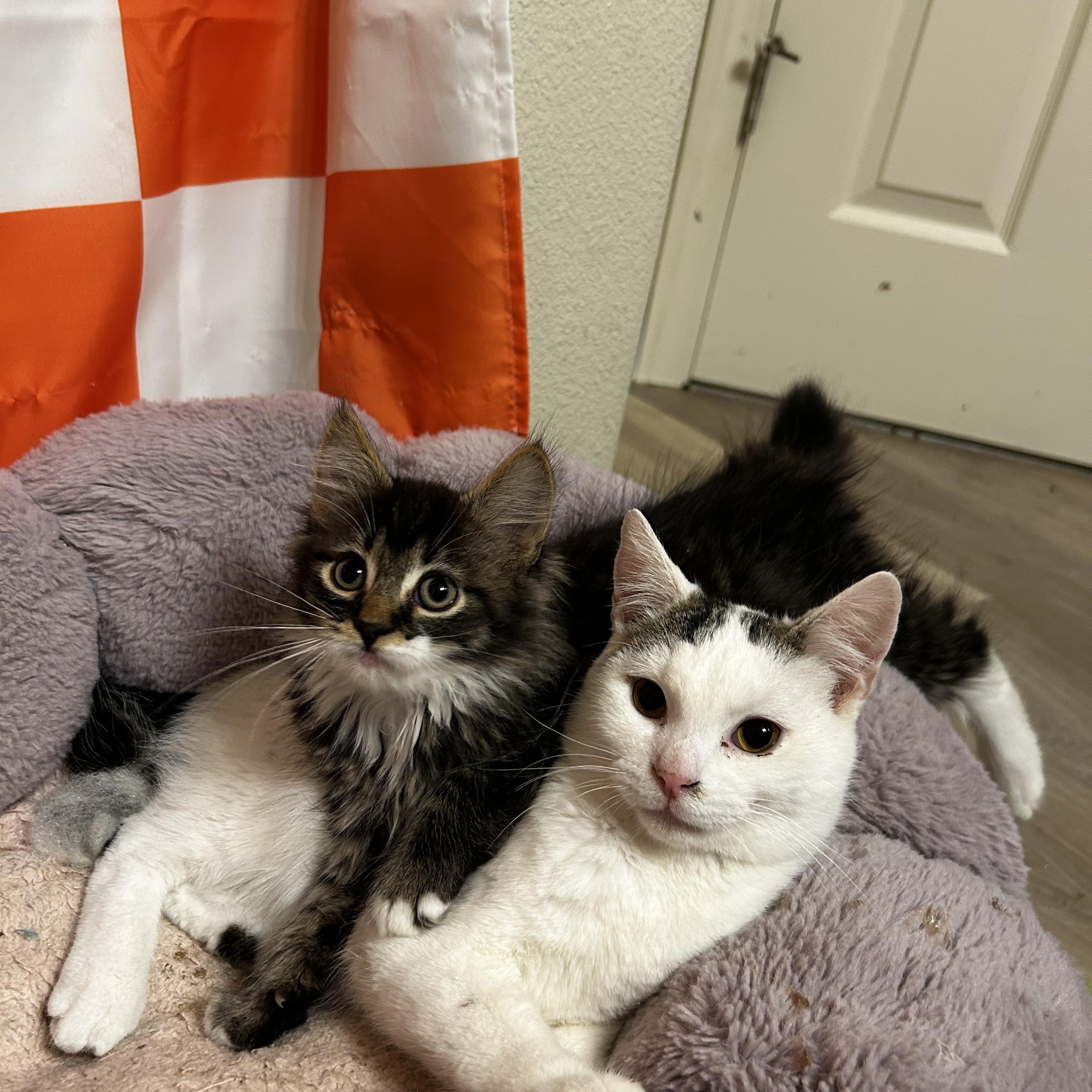 Chips and Fish - bonded, an adopted Domestic Short Hair in Portland, OR image 3/6