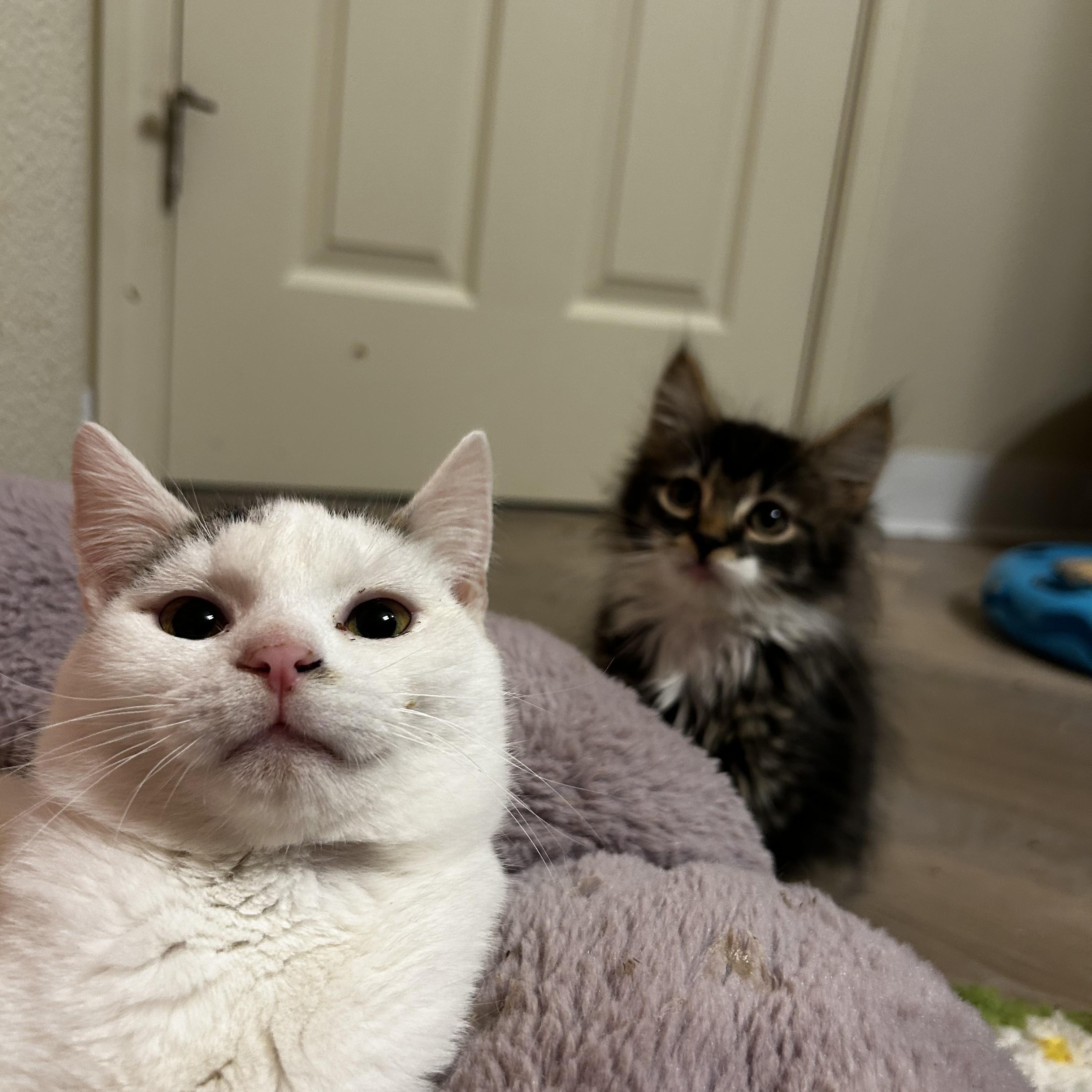 Chips and Fish - bonded, an adopted Domestic Short Hair in Portland, OR image 5/6