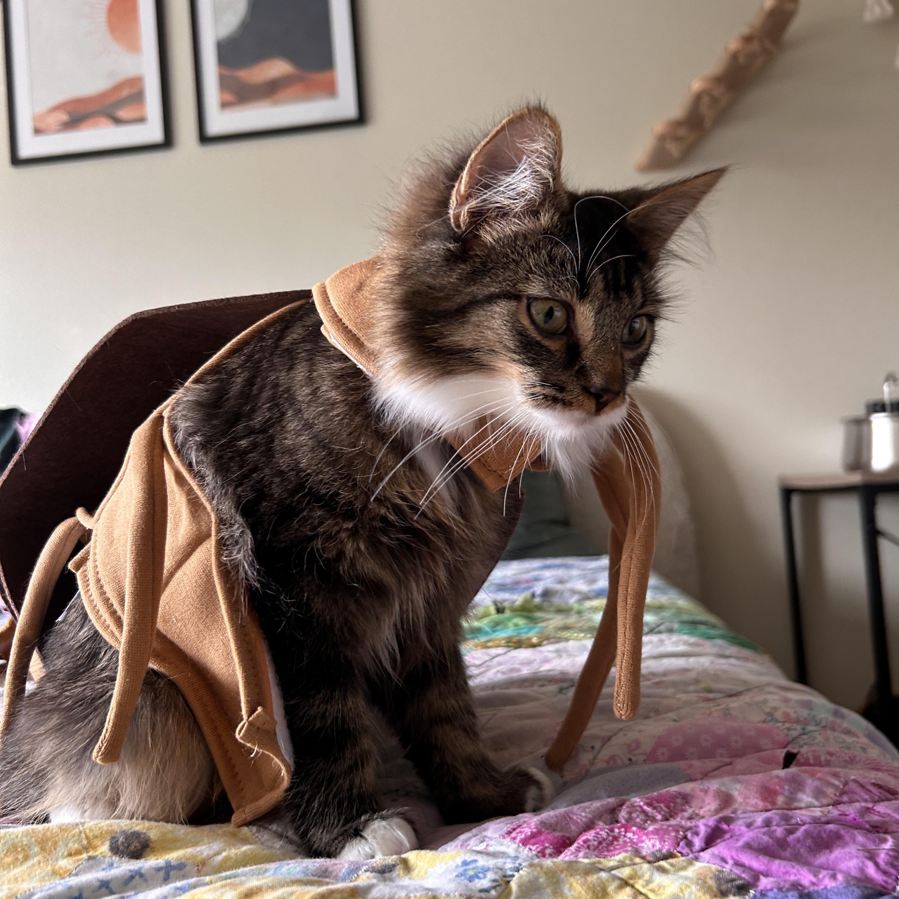 Chips and Fish - bonded, an adopted Domestic Short Hair in Portland, OR image 4/6