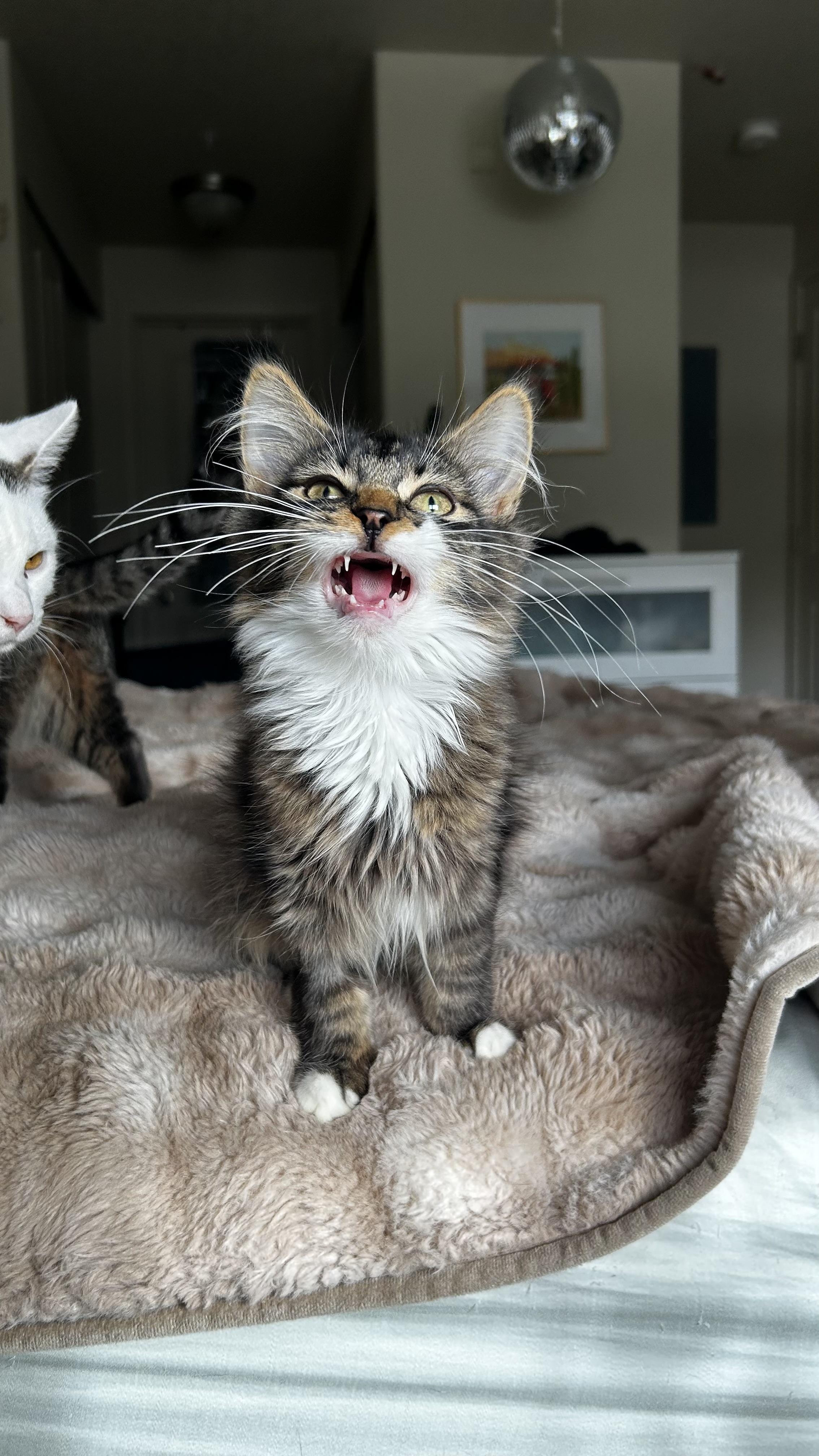 Chips and Fish - bonded, an adopted Domestic Short Hair in Portland, OR image 2/6