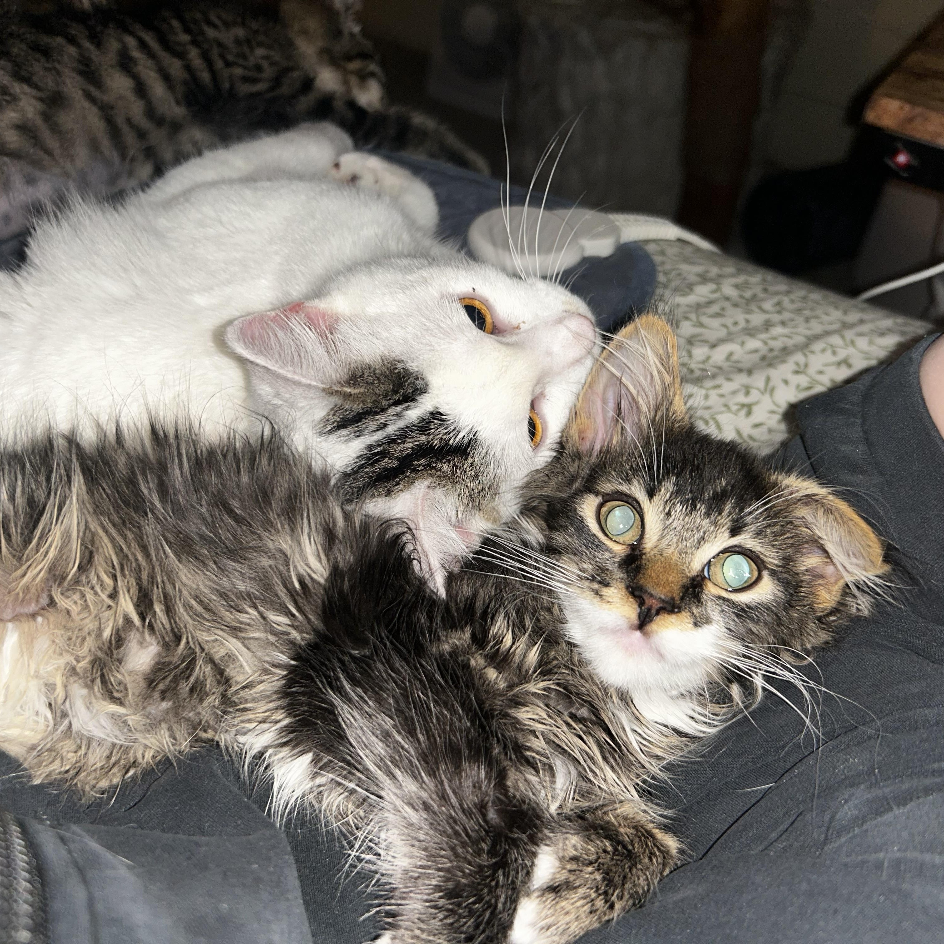 Chips and Fish - bonded, an adopted Domestic Short Hair in Portland, OR image 6/6