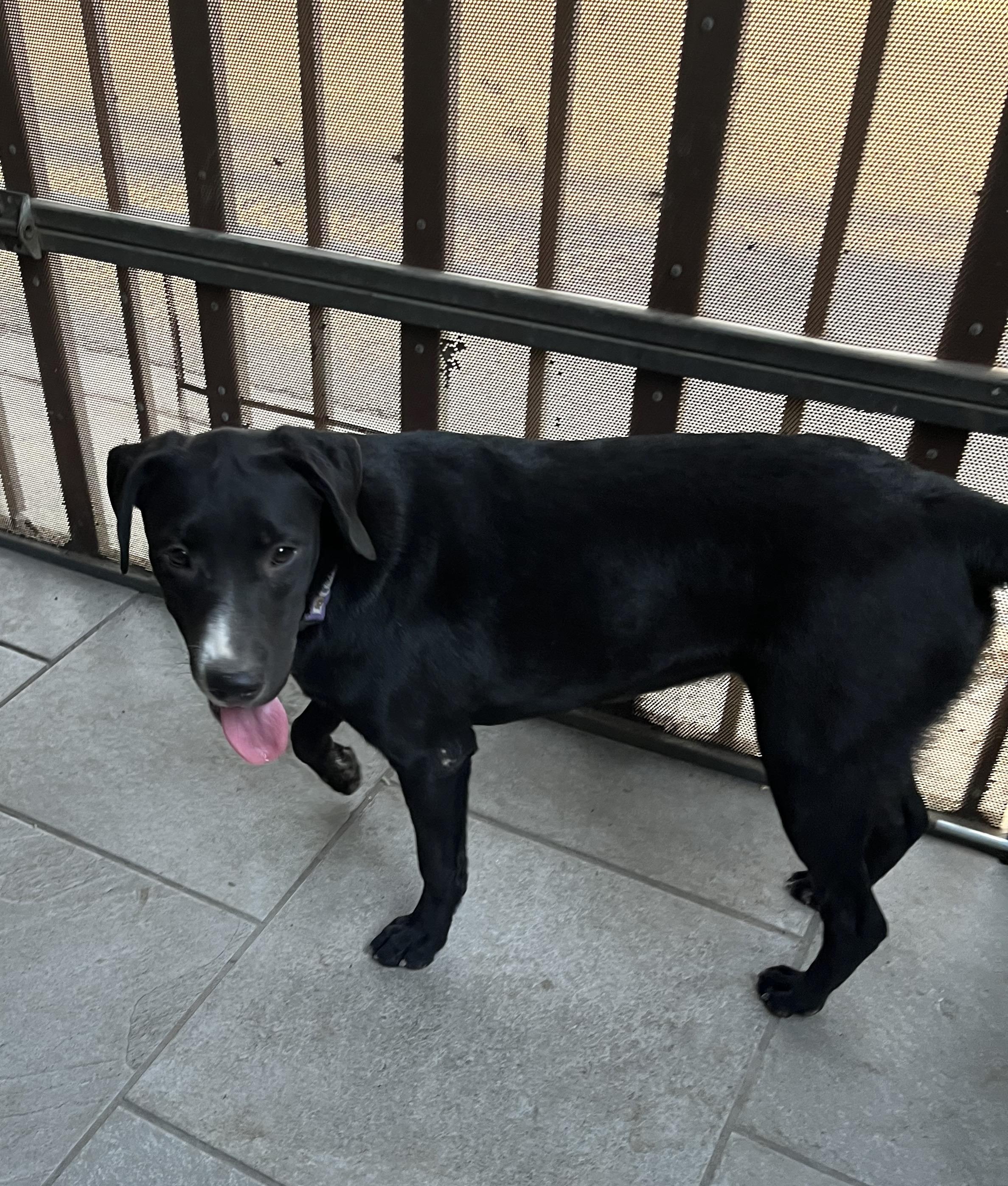 Lily (9), an adoptable Black Labrador Retriever in Mexicali, BCN, 21280 | Photo Image 2