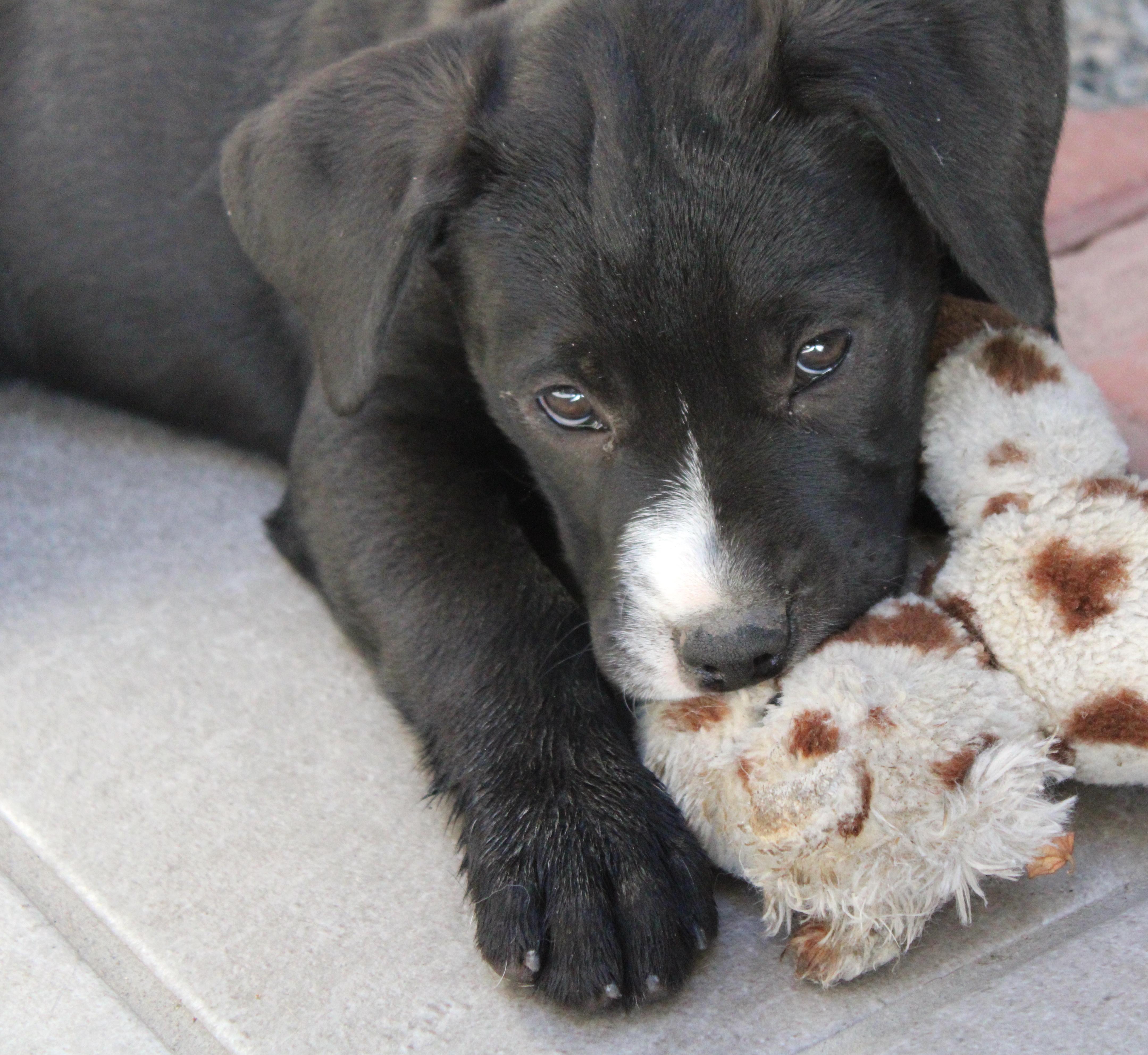 Lily (9), an adoptable Black Labrador Retriever in Mexicali, BCN, 21280 | Photo Image 5