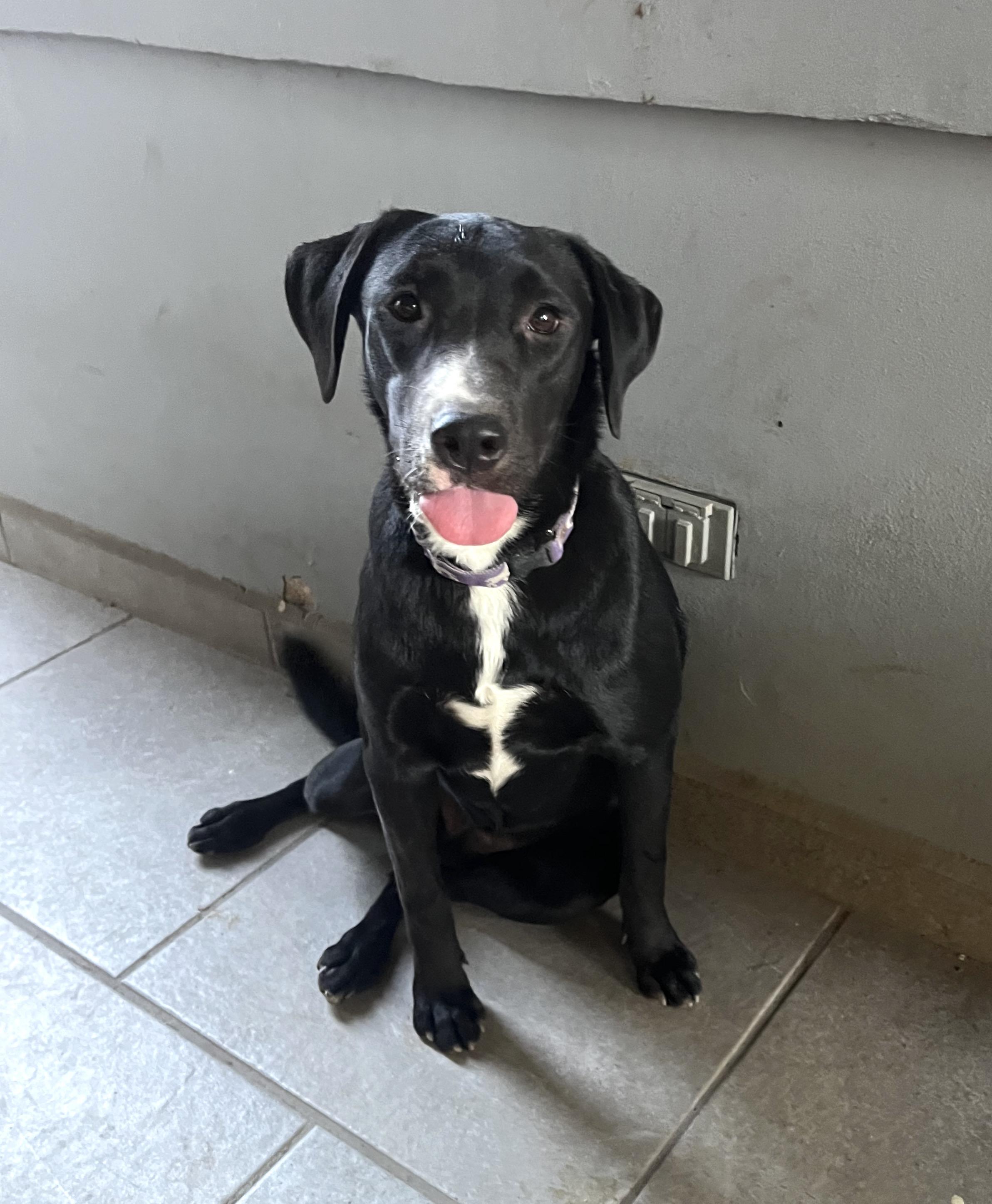 Lily (9), an adoptable Black Labrador Retriever in Mexicali, BCN, 21280 | Photo Image 1