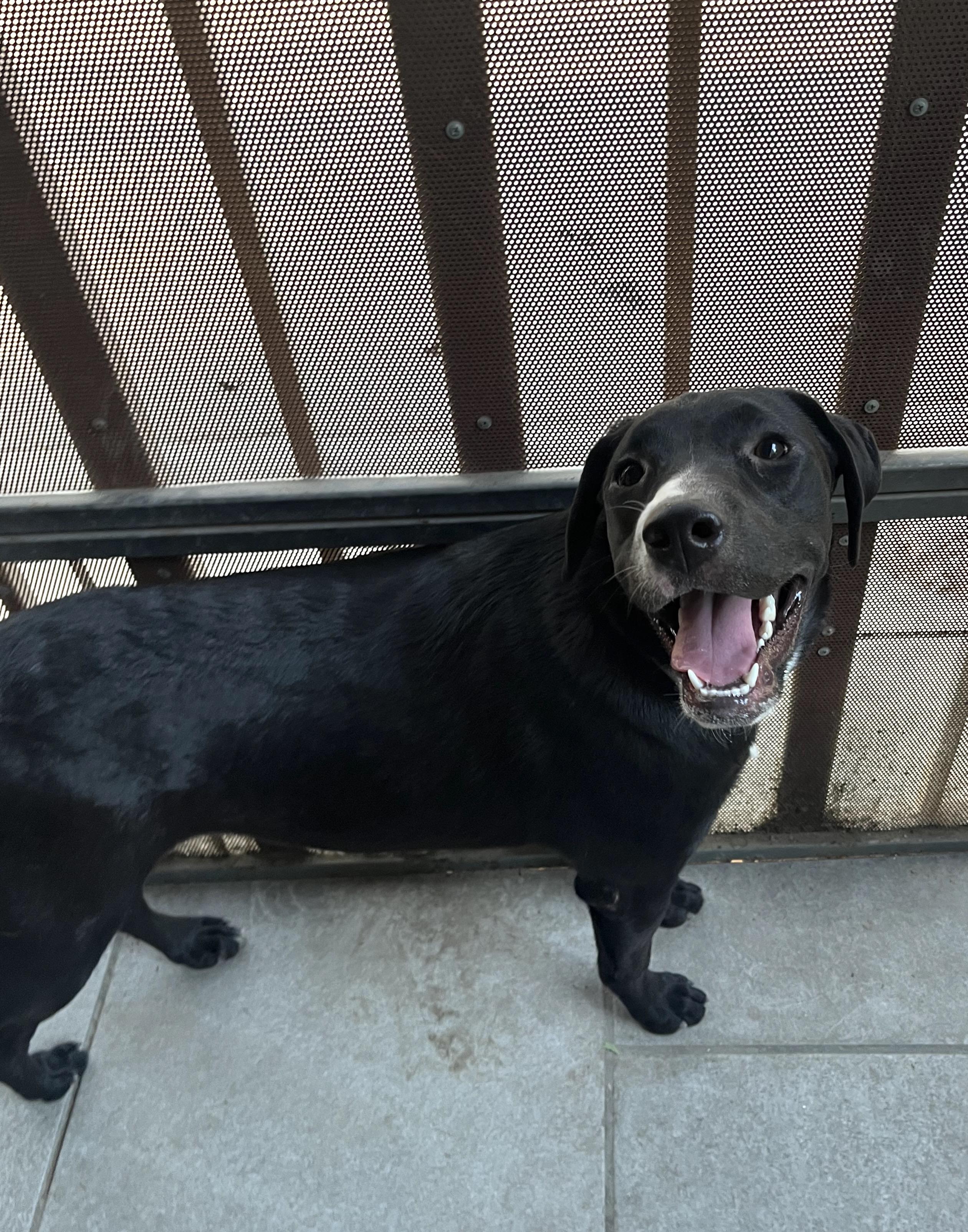 Lily (9), an adoptable Black Labrador Retriever in Mexicali, BCN, 21280 | Photo Image 4
