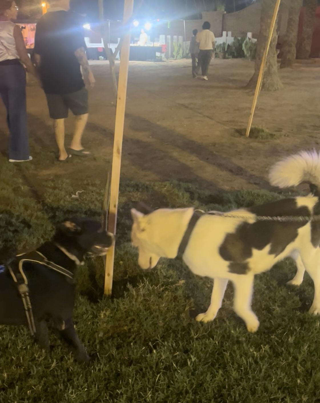 Lily (9), an adoptable Black Labrador Retriever in Mexicali, BCN, 21280 | Photo Image 3