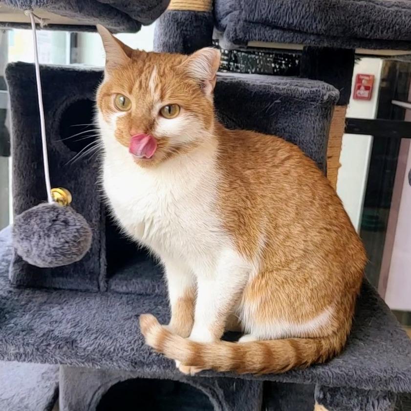 Celtic, Adoptable, Adult Male Domestic Short Hair.