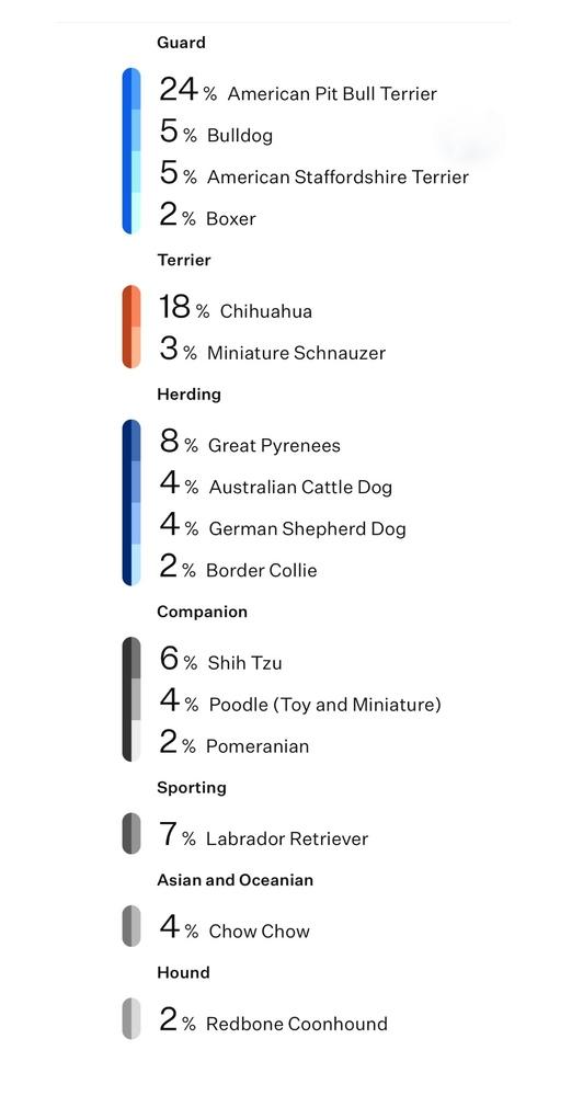 Travis, Adoptable, Young Male Pit Bull Terrier & Chihuahua.