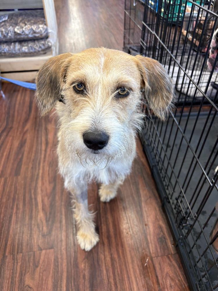 Travis, a Adoptable mixed breed in Frisco, TX image 2/6