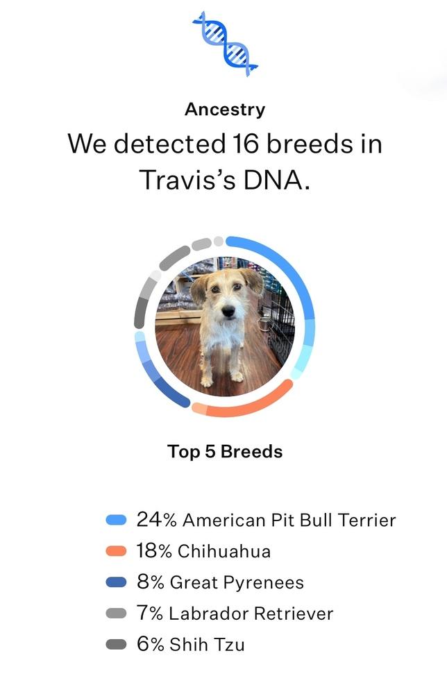 Travis, a Adoptable mixed breed in Frisco, TX image 3/6